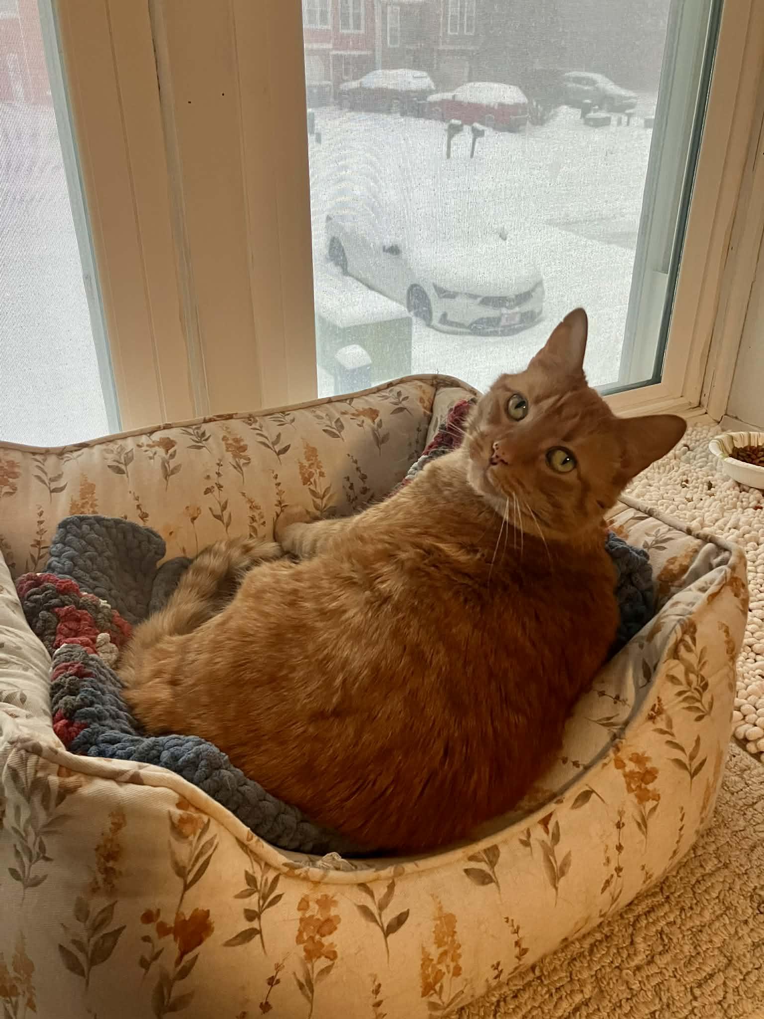 Olive, adopted, Adult Female Domestic Short Hair.