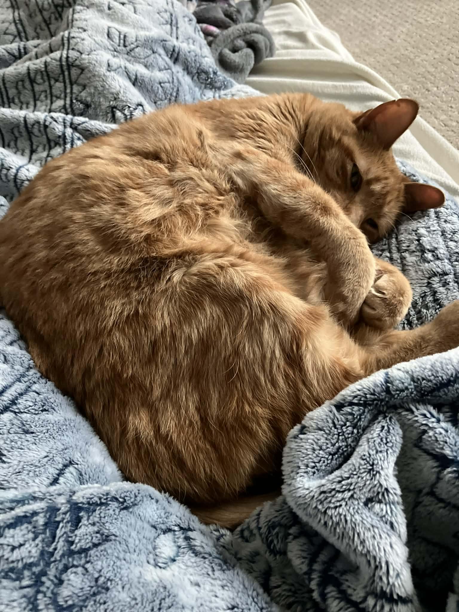 Enlarge Olive, an adopted Domestic Short Hair in Albany, NY image 5/6