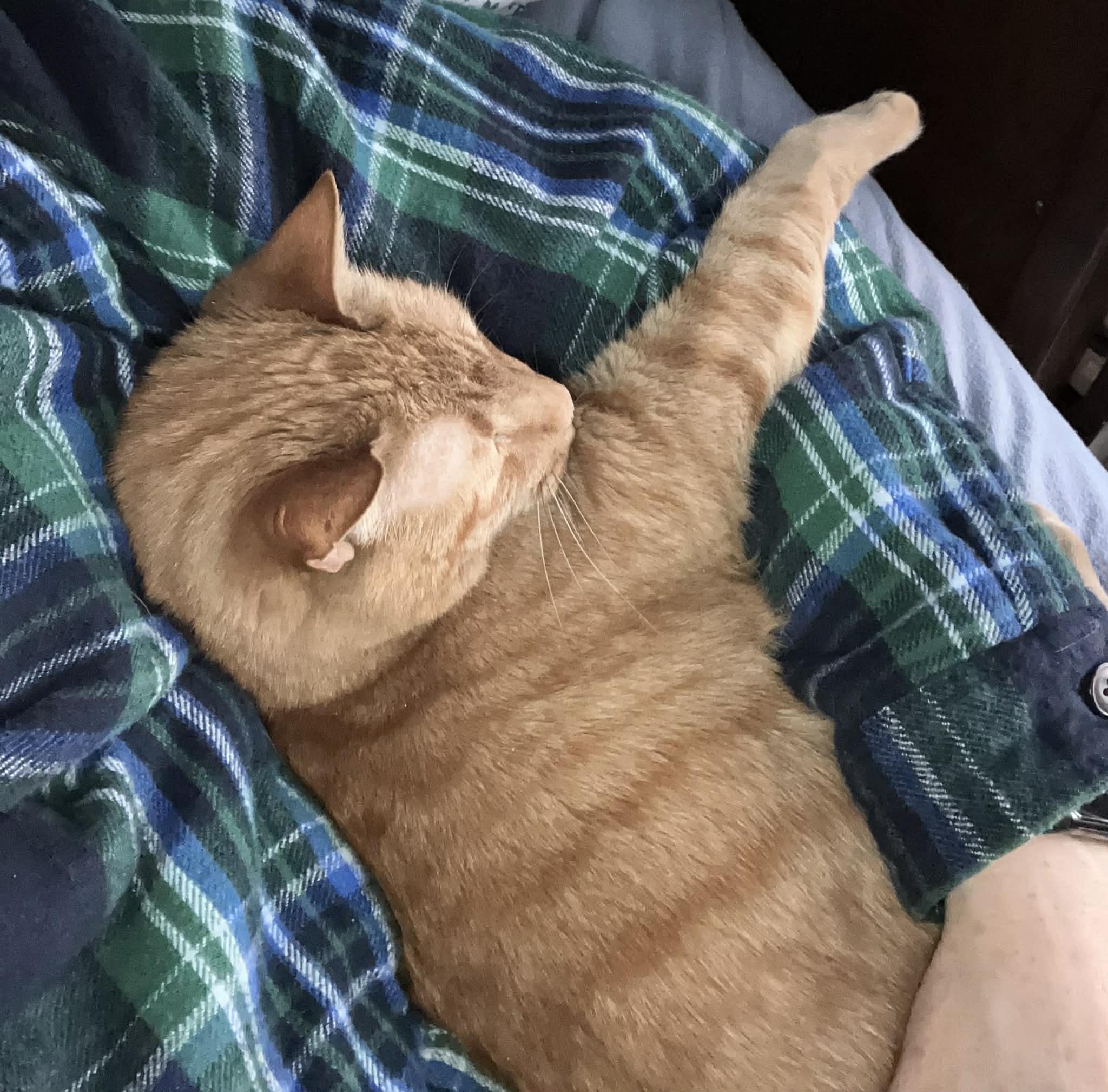 Enlarge Olive, an adopted Domestic Short Hair in Albany, NY image 4/6