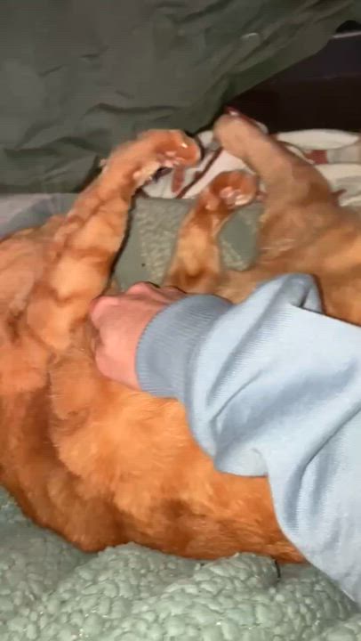 Enlarge Olive, an adopted Domestic Short Hair in Albany, NY video 2/6