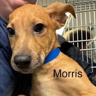 Morris, Adoptable, Puppy Male Mixed Breed.