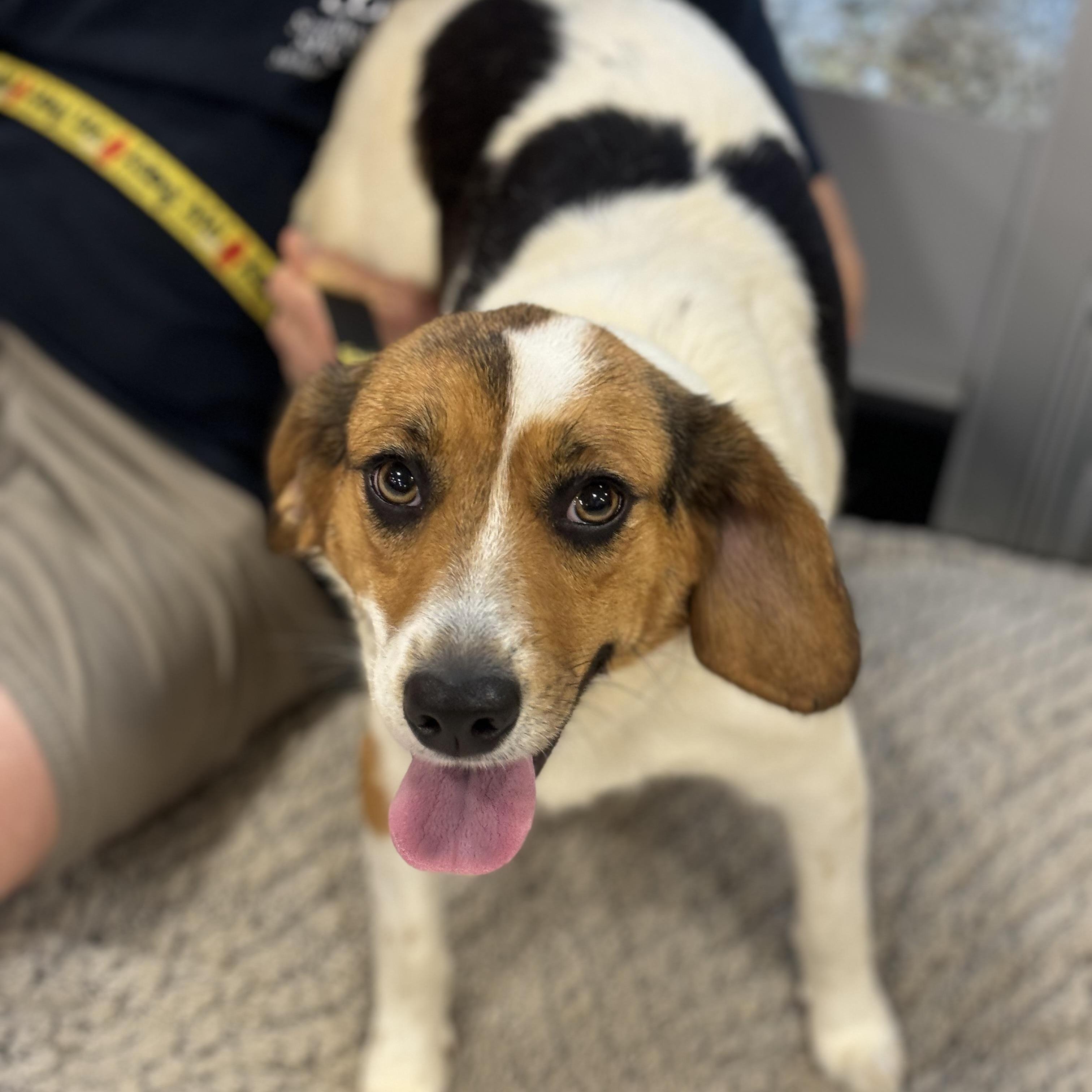 Clementine, Adopted, Young Female Beagle.