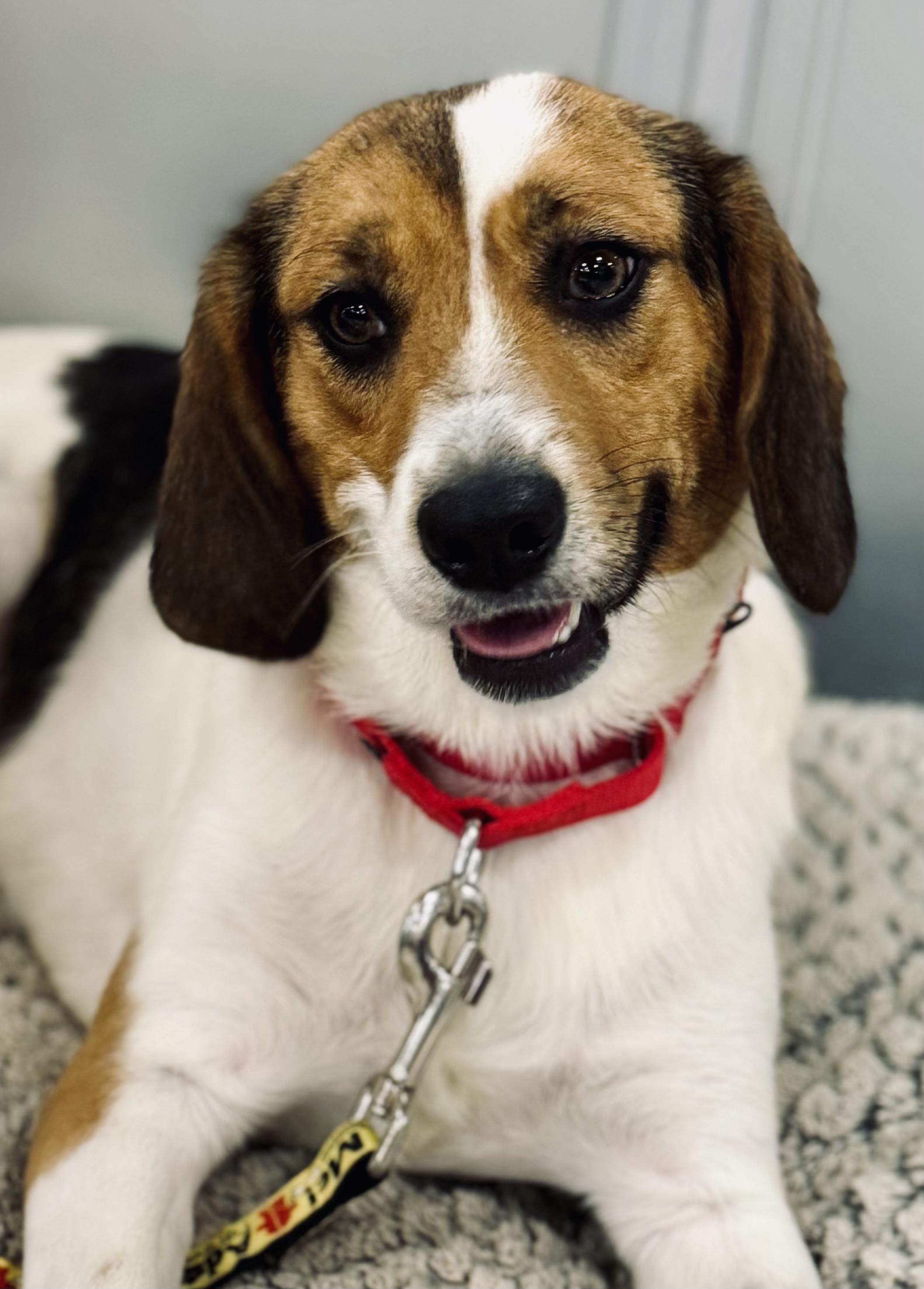 Clementine, a Adopted mixed breed in Richmond, VA image 2/5