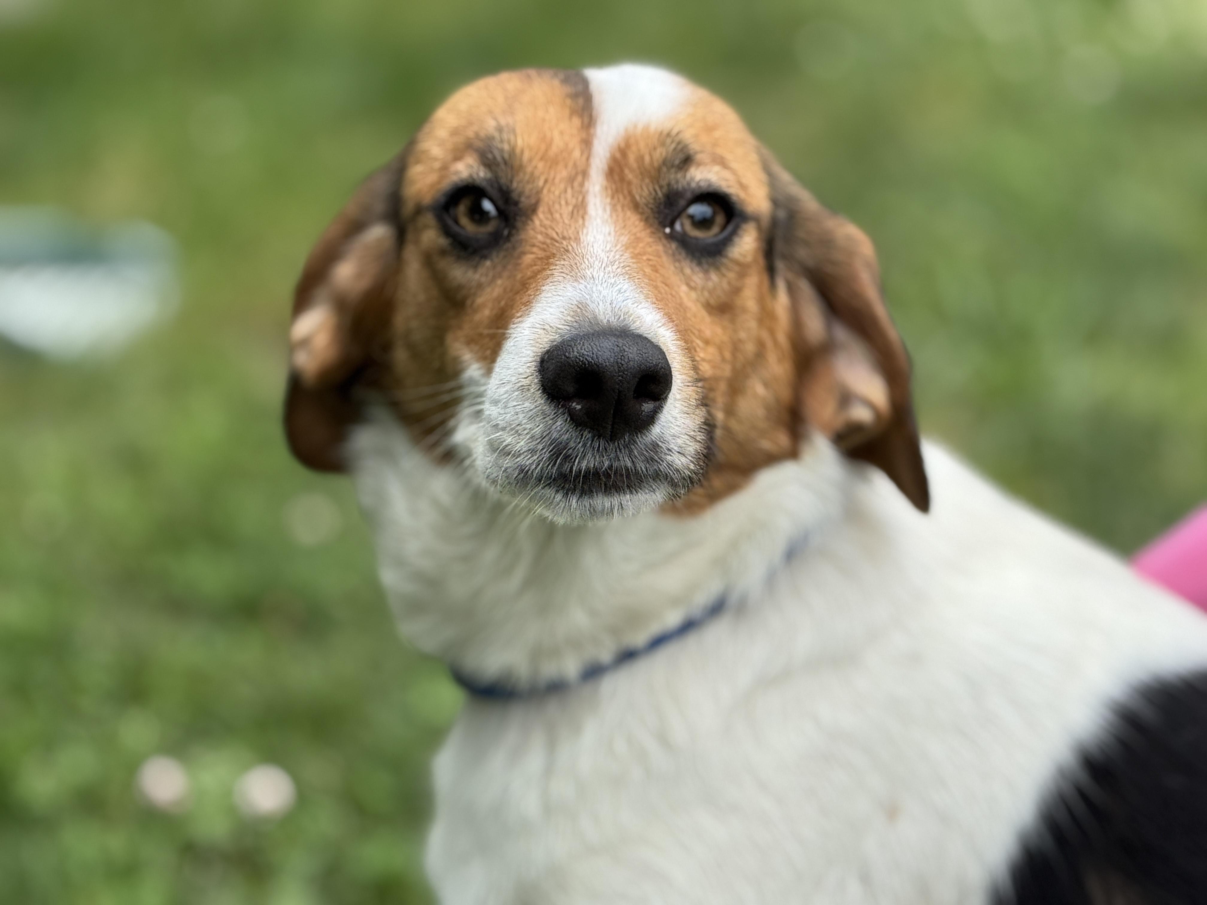 Clementine, a Adopted mixed breed in Richmond, VA image 3/5