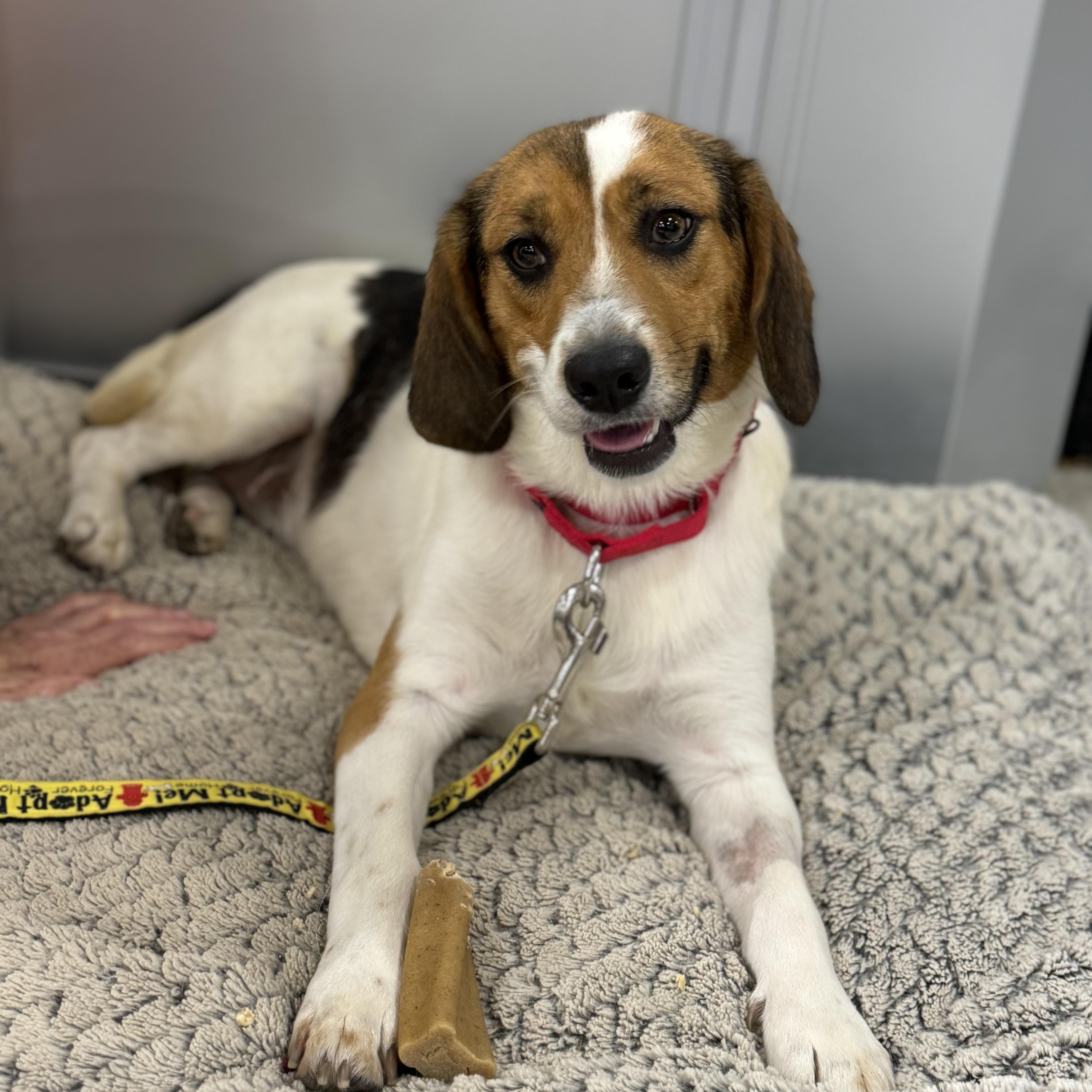 Clementine, a Adopted mixed breed in Richmond, VA image 4/5