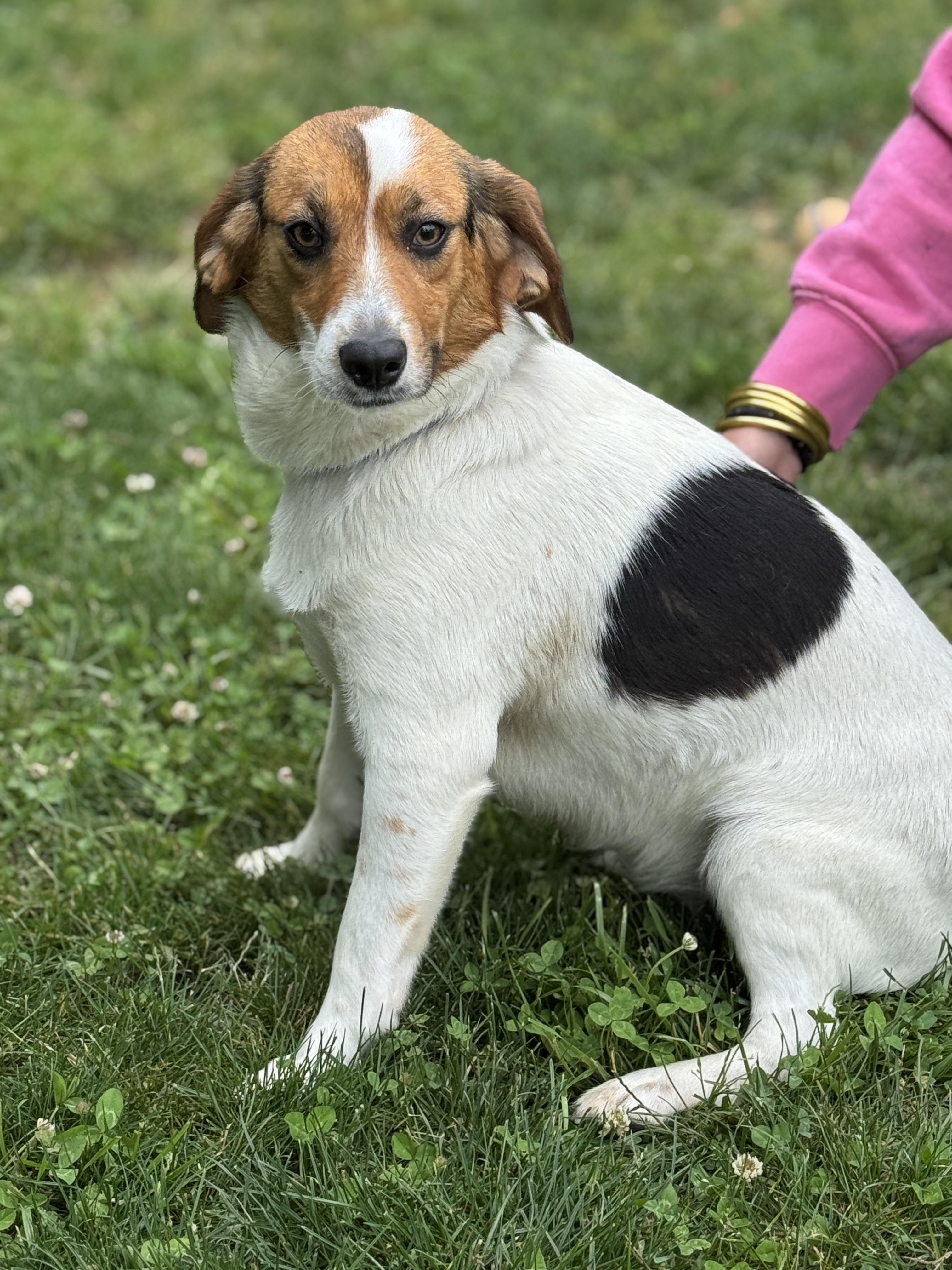 Clementine, a Adopted mixed breed in Richmond, VA image 5/5