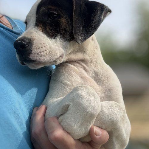 Randall, a Adoptable mixed breed in Sanford, NC image 2/6