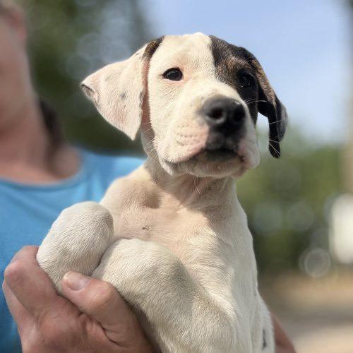 Randall, a Adoptable mixed breed in Sanford, NC image 3/6