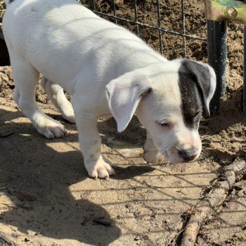 Randall, a Adoptable mixed breed in Sanford, NC image 4/6