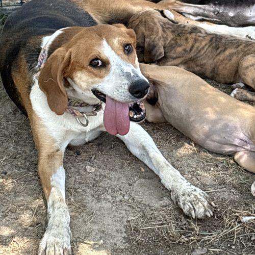 Randall, a Adoptable mixed breed in Sanford, NC image 5/6
