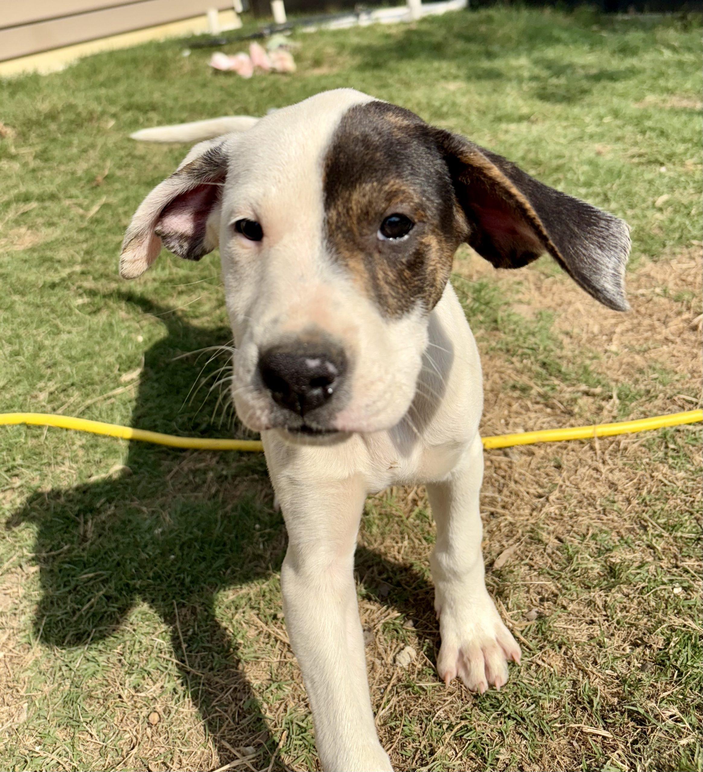 Randall, a Adoptable mixed breed in Sanford, NC image 6/6