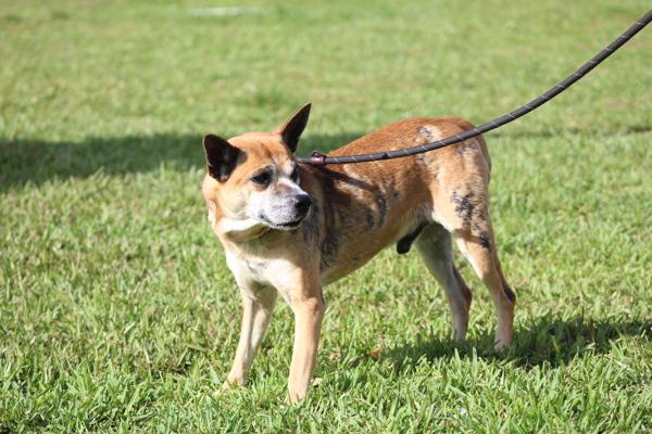 Enlarge Ito, a Adoptable mixed breed in Melbourne, FL image 1/2