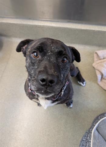 Enlarge OLLIE, a Adoptable Pit Bull Terrier in San Martin, CA image 1/1