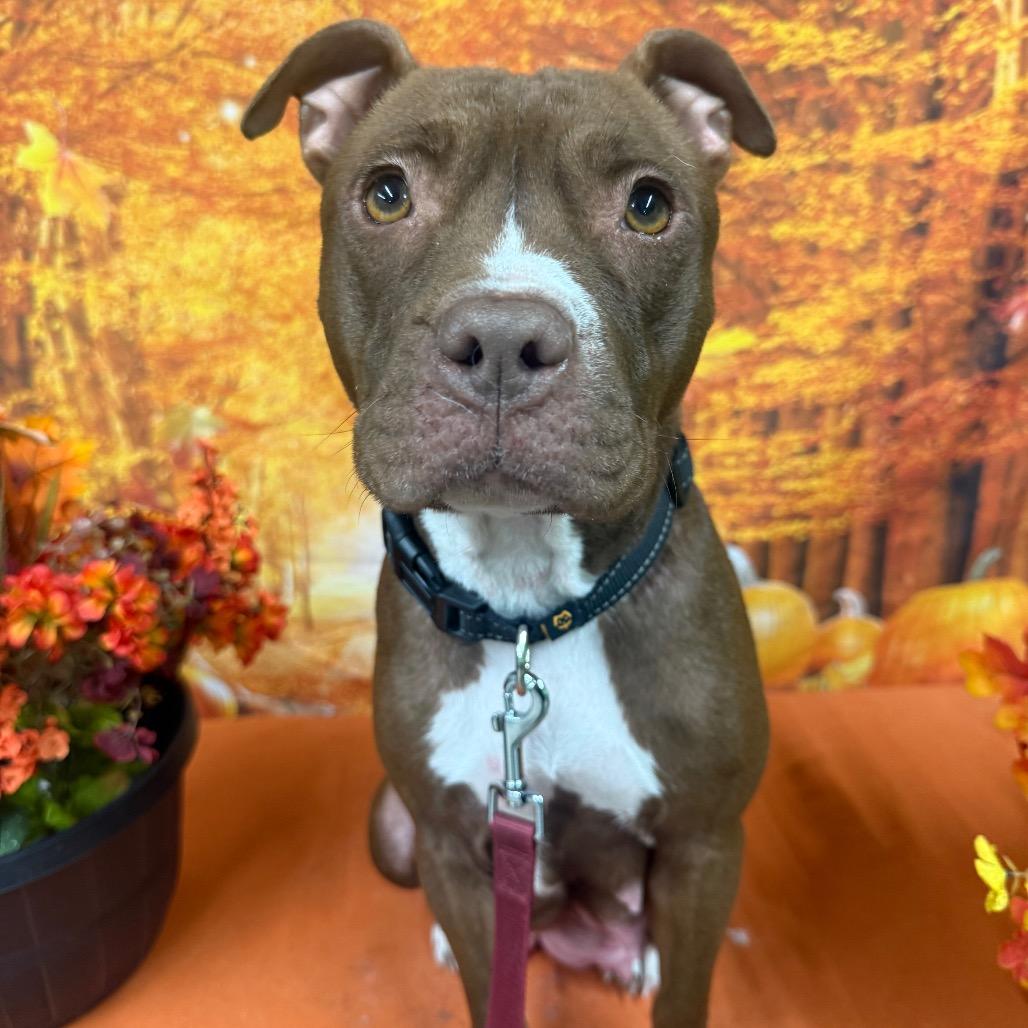 Enlarge Sadie, a Adoptable Mixed Breed in Fulton, MO image 1/2