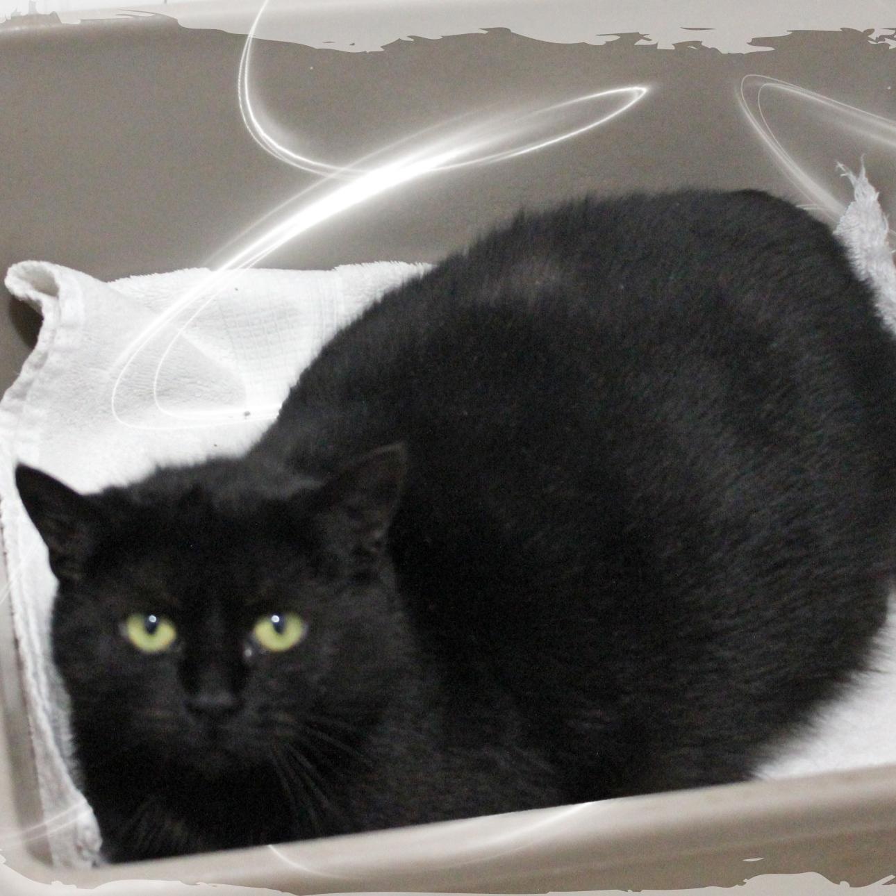 Moon, ADOPTABLE, Young Female Domestic Short Hair.