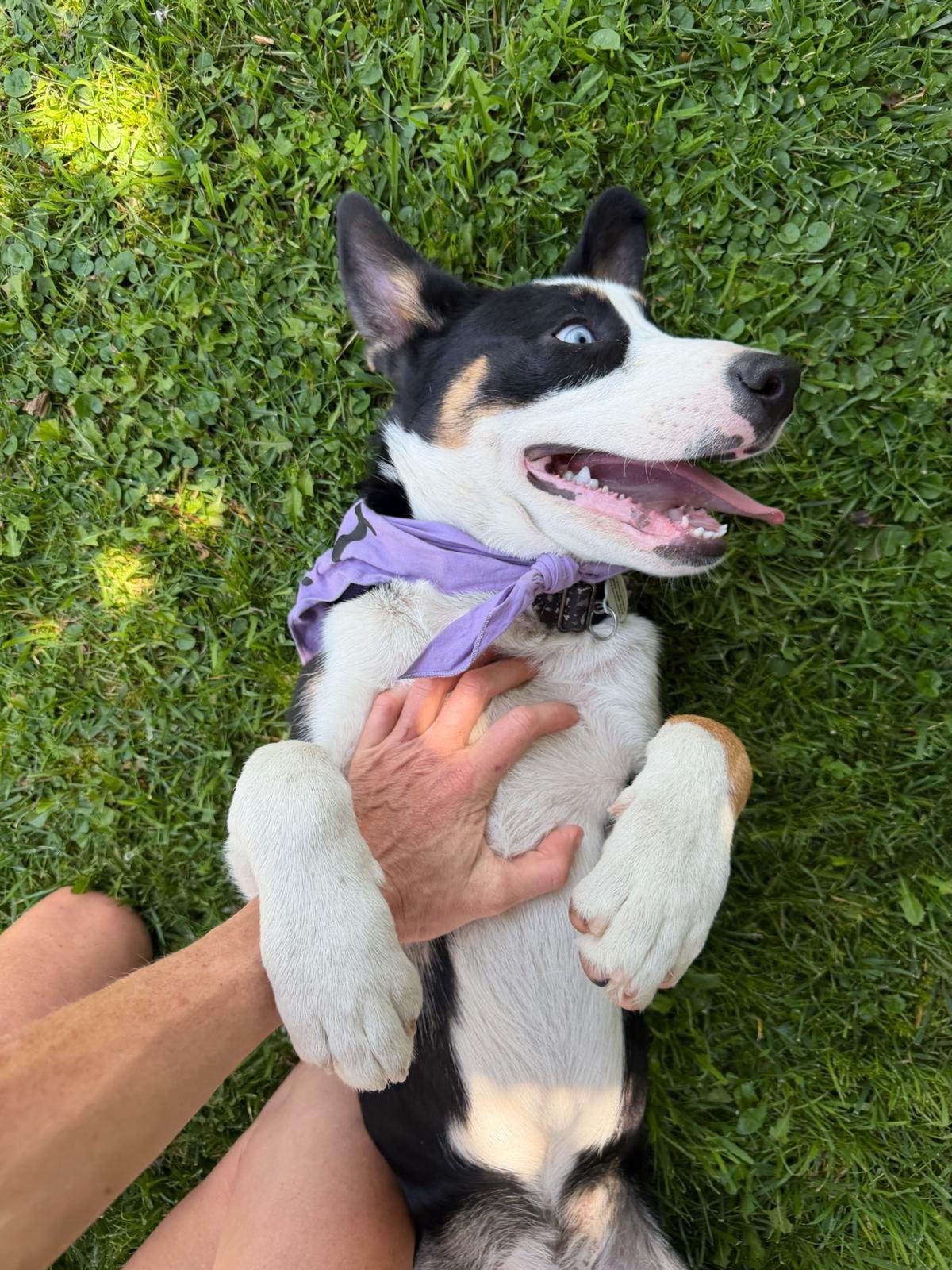 Enlarge Zephyr, an adopted mixed breed in Los Angeles, CA image 6/6