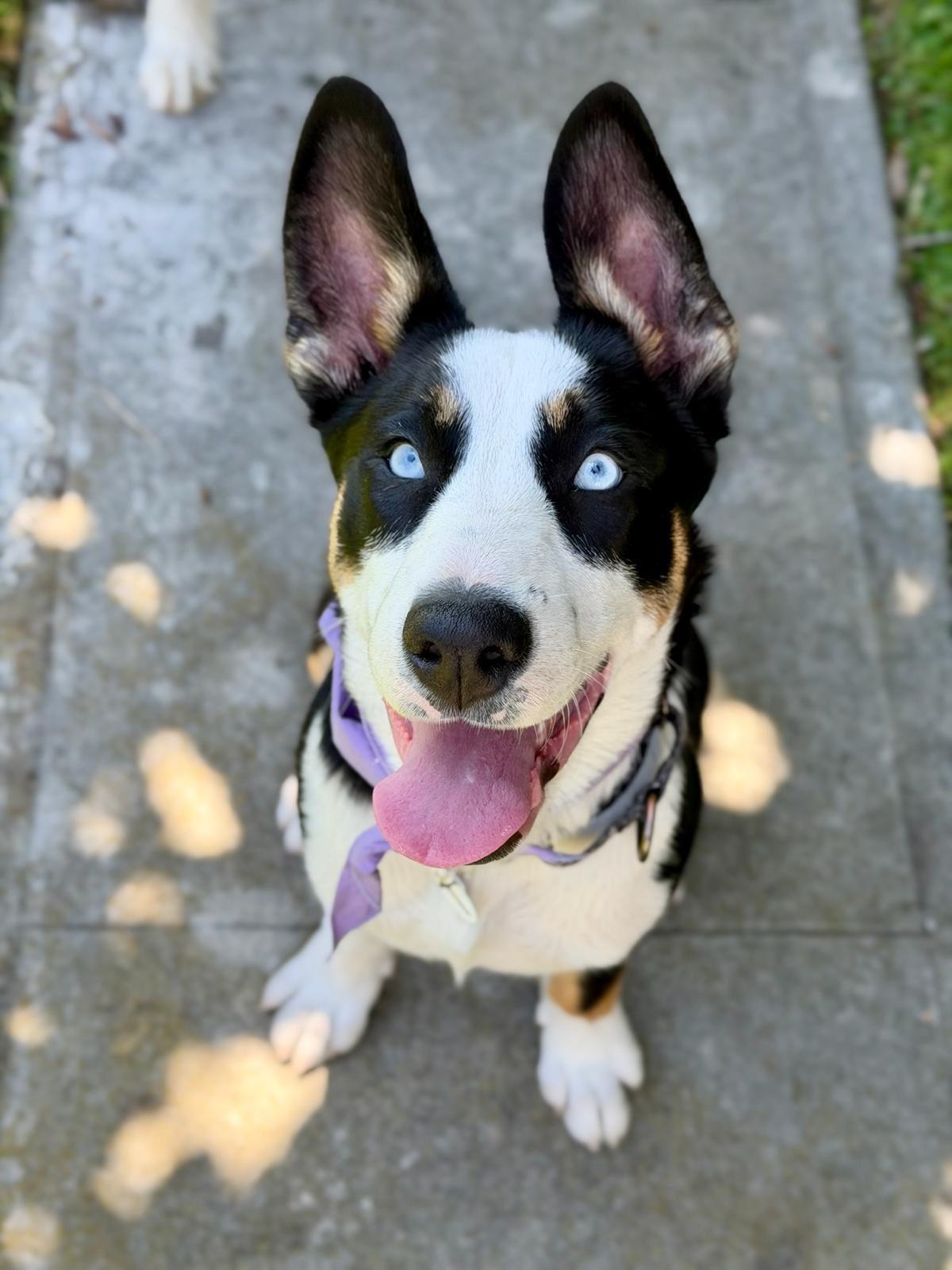 Zephyr, adopted, Puppy Male Husky & Shepherd.