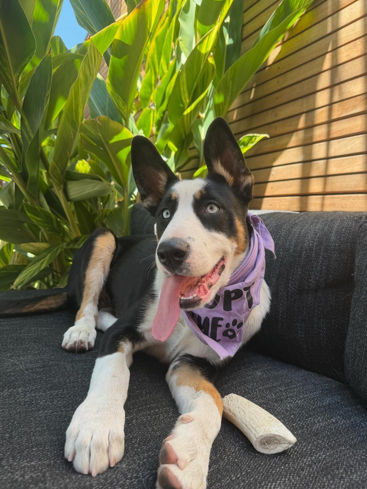 Enlarge Zephyr, an adopted mixed breed in Los Angeles, CA image 2/6