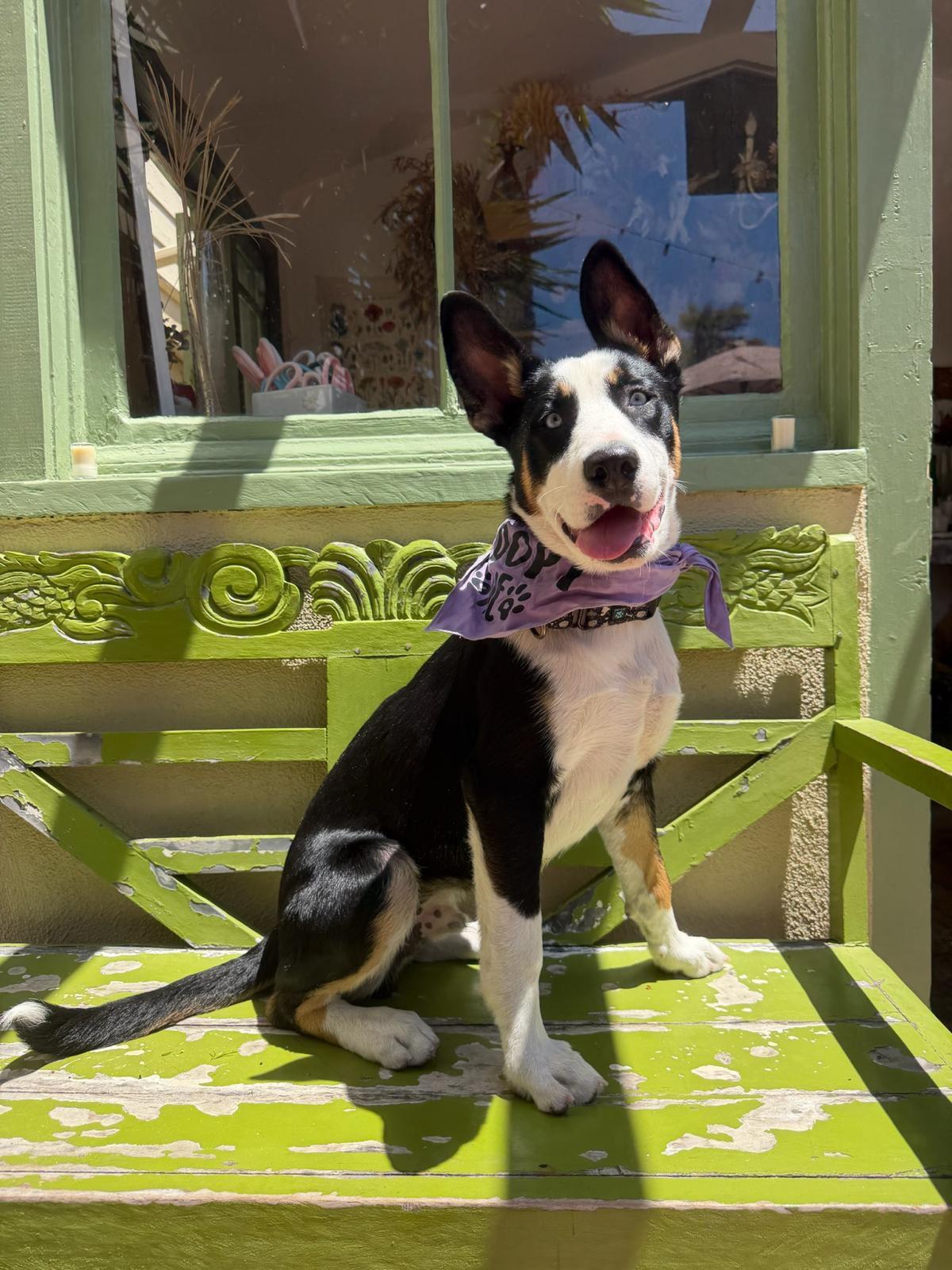 Enlarge Zephyr, an adopted mixed breed in Los Angeles, CA image 5/6