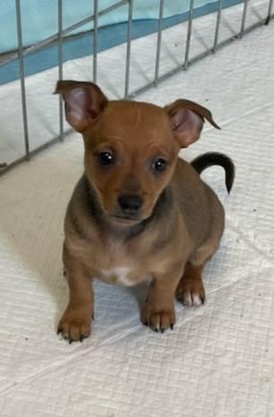 Enlarge Barney, a Adoptable mixed breed in Wichita, KS image 1/1