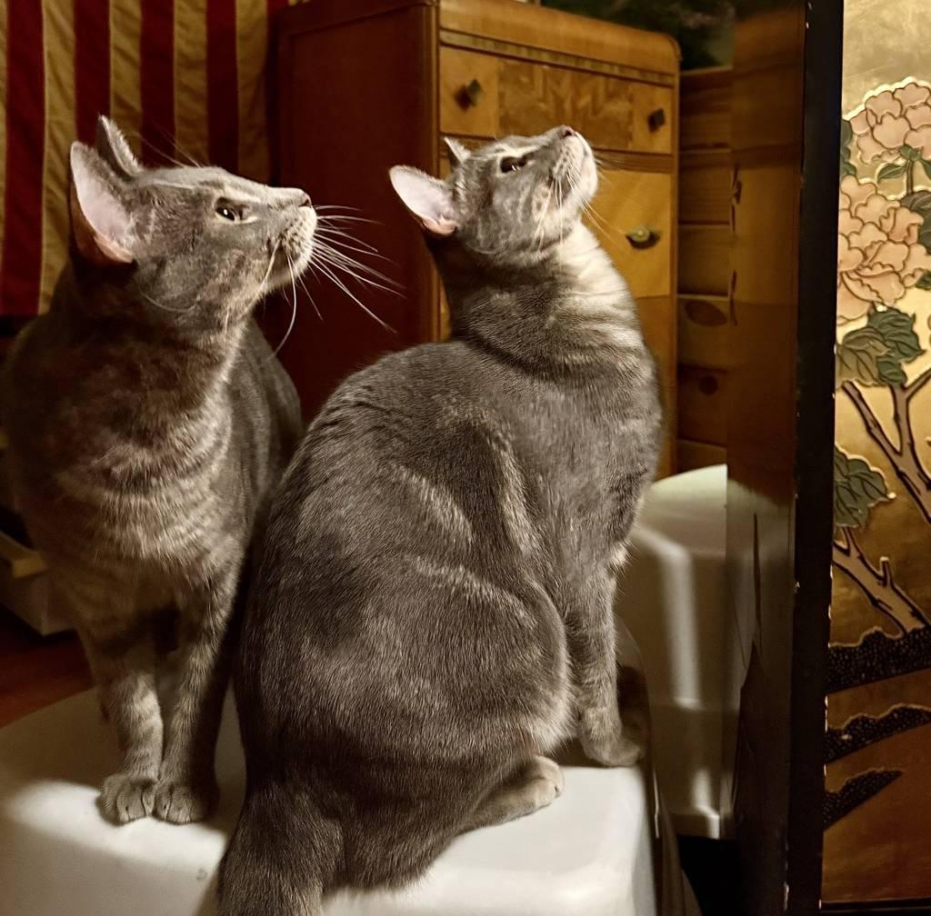 Artistico “Artie”