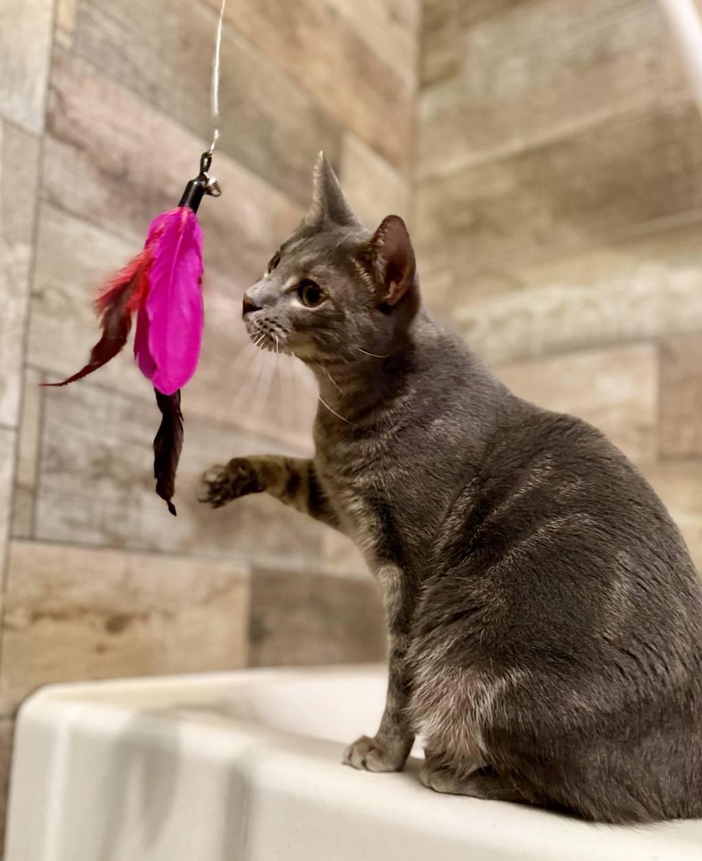 Artistico “Artie”