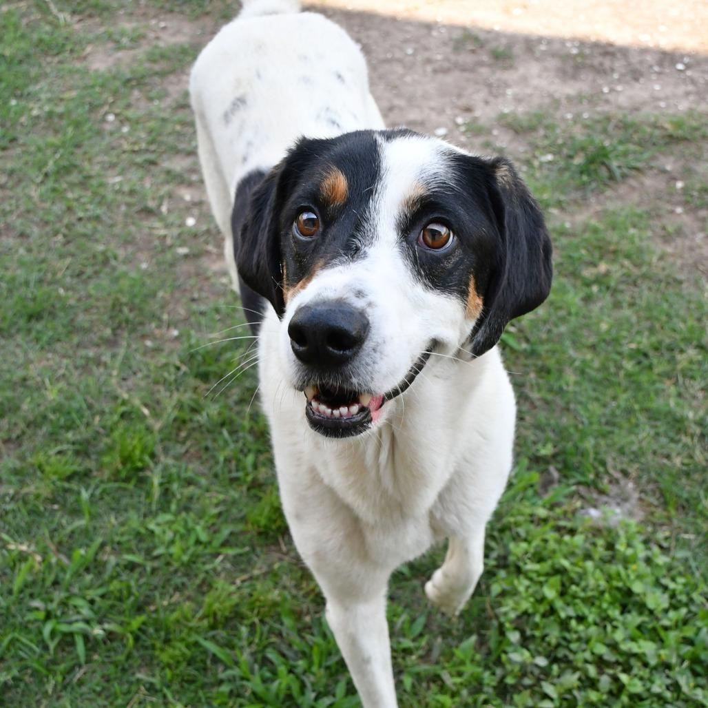 Douglas, a Adoptable Australian Shepherd in Beaumont, TX image 1/6