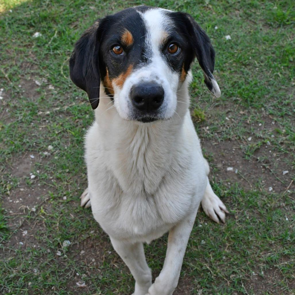 Douglas, a Adoptable Australian Shepherd in Beaumont, TX image 2/6