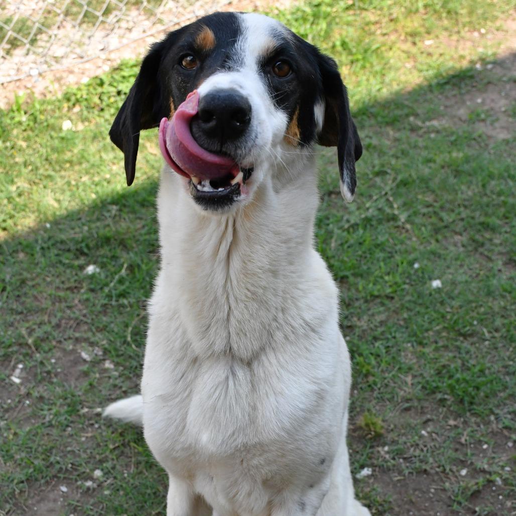 Douglas, a Adoptable Australian Shepherd in Beaumont, TX image 3/6