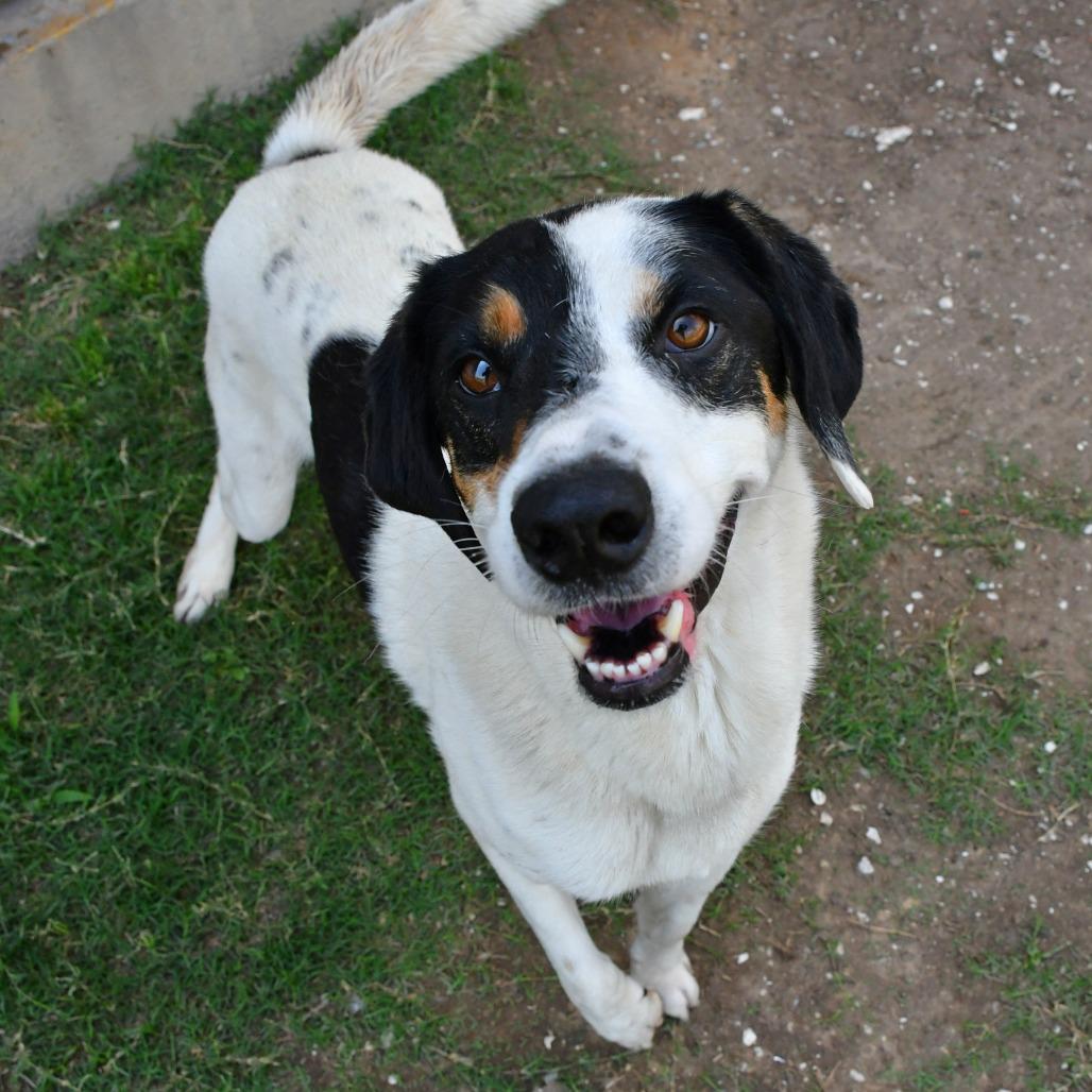 Douglas, a Adoptable Australian Shepherd in Beaumont, TX image 4/6
