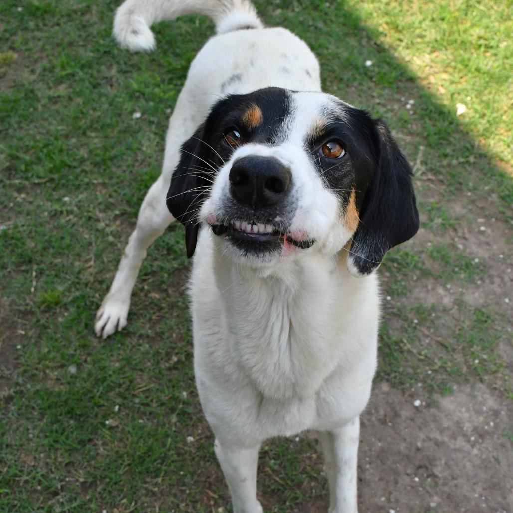 Douglas, a Adoptable Australian Shepherd in Beaumont, TX image 5/6