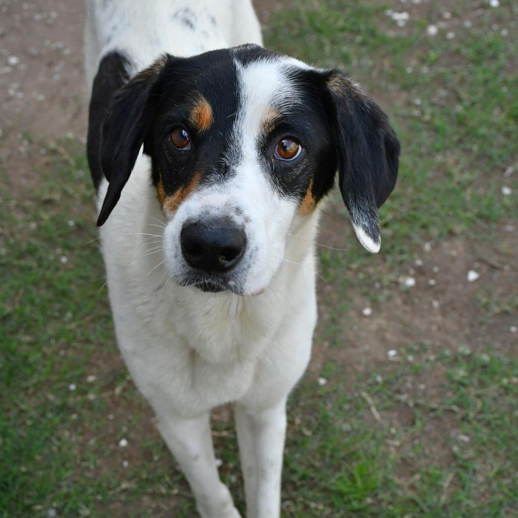 Douglas, a Adoptable Australian Shepherd in Beaumont, TX image 6/6