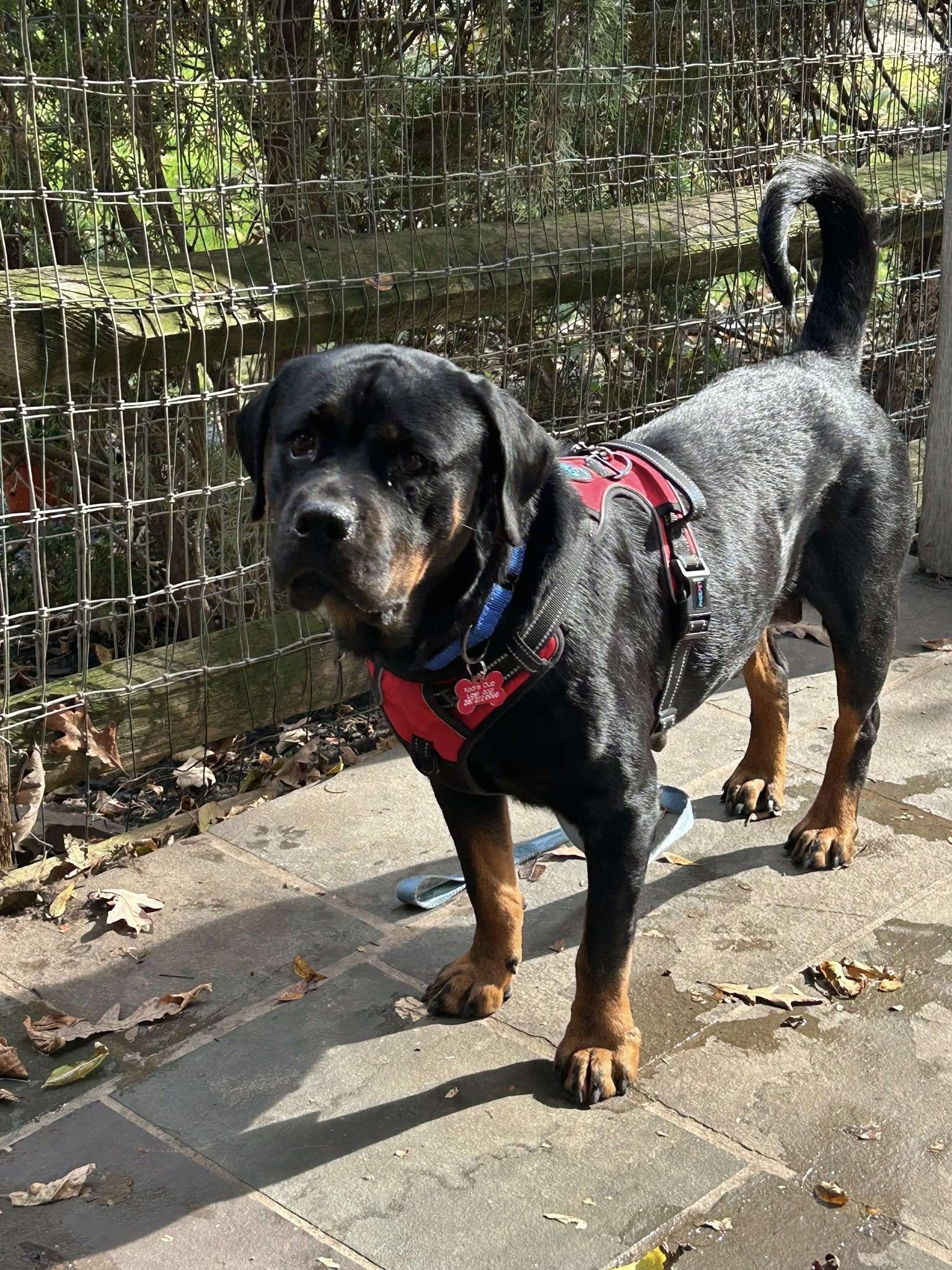 Tori, Adoptable, Young Female Rottweiler.