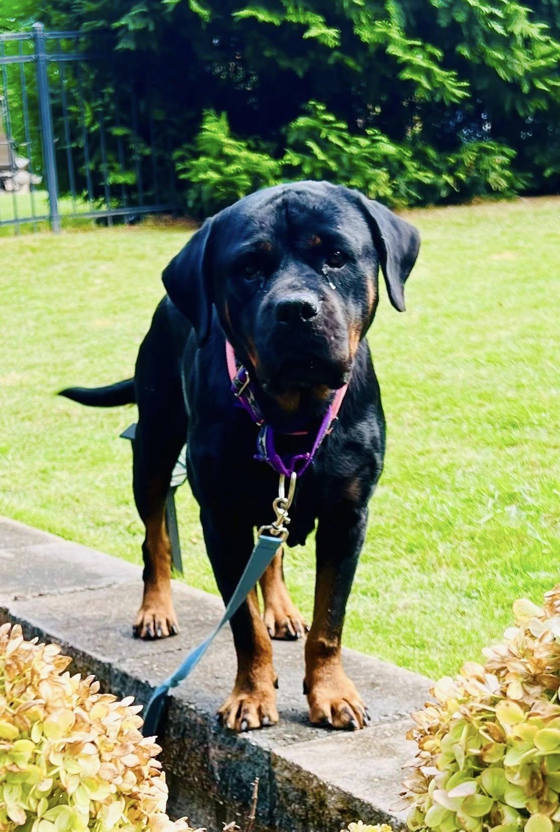 Tori, a Adoptable Rottweiler in Perkasie, PA image 2/5