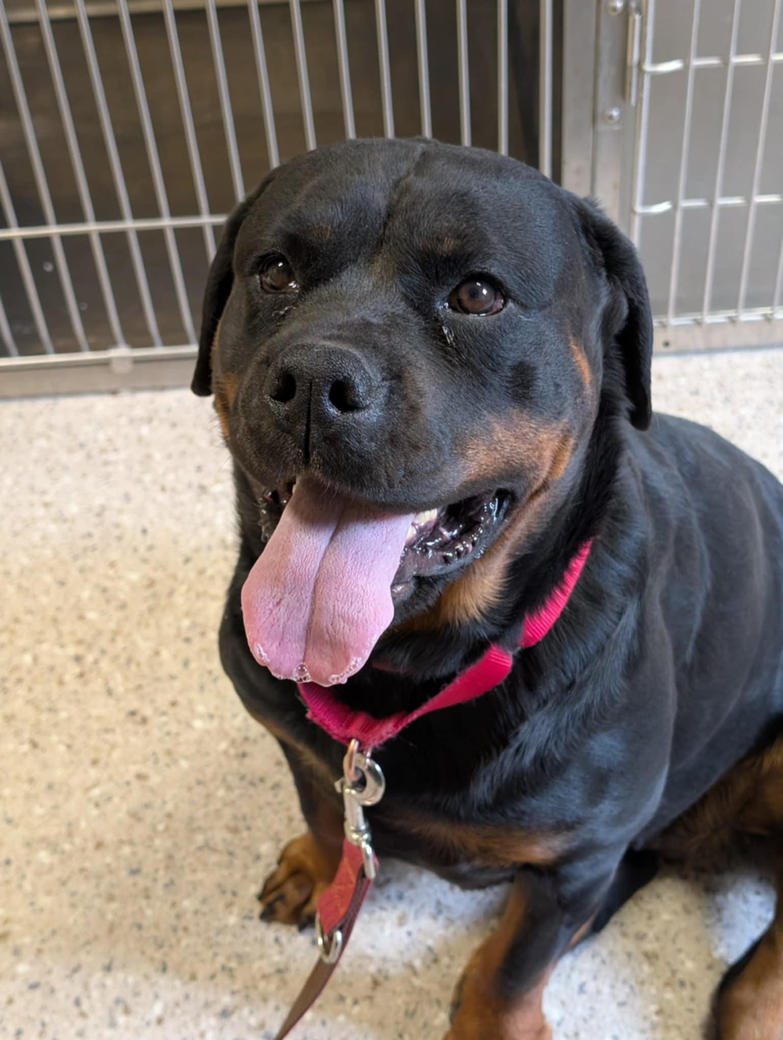 Enlarge Tori, a Adoptable Rottweiler in Perkasie, PA image 1/6