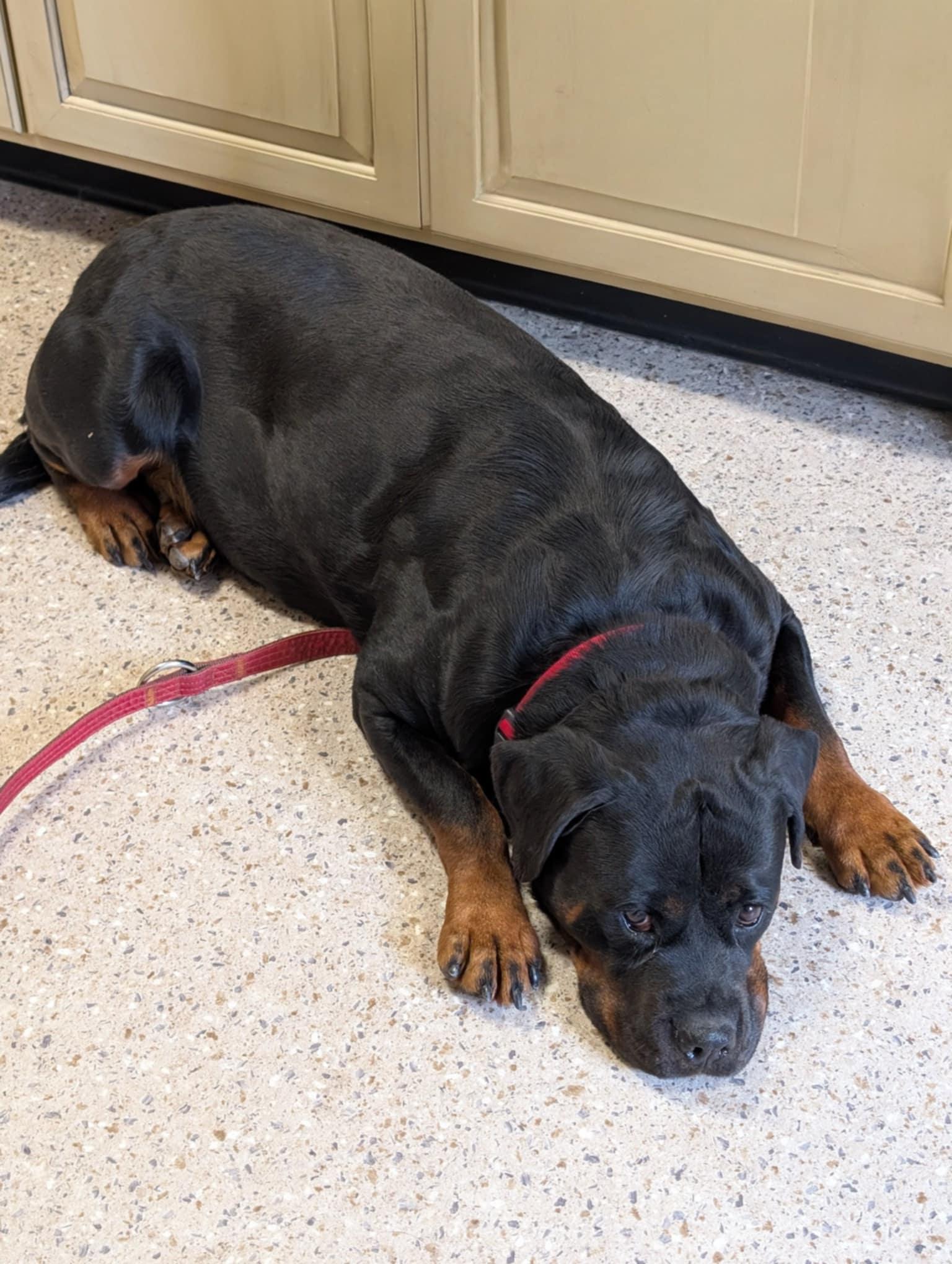Enlarge Tori, a Adoptable Rottweiler in Perkasie, PA image 2/6