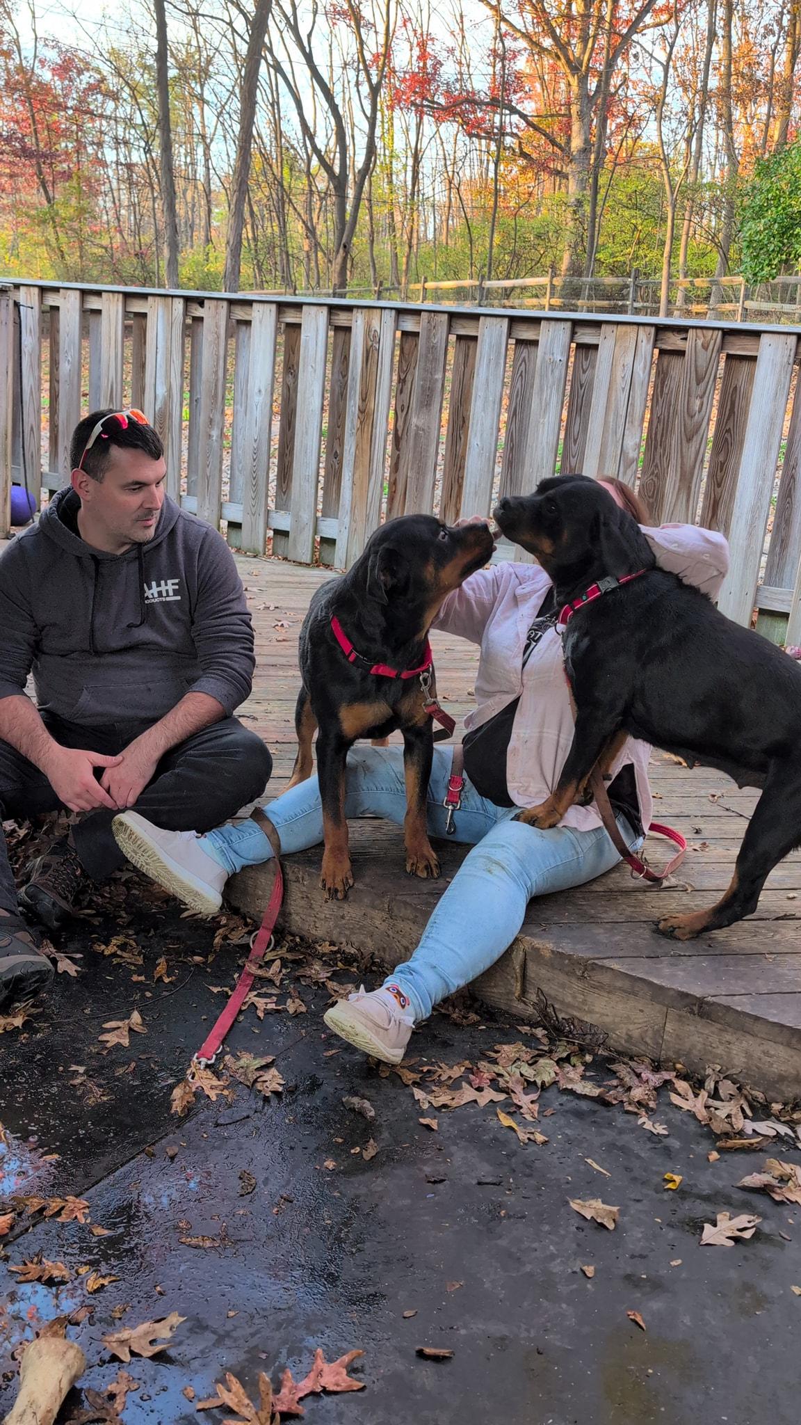 Tori, a Adoptable Rottweiler in Perkasie, PA image 3/5