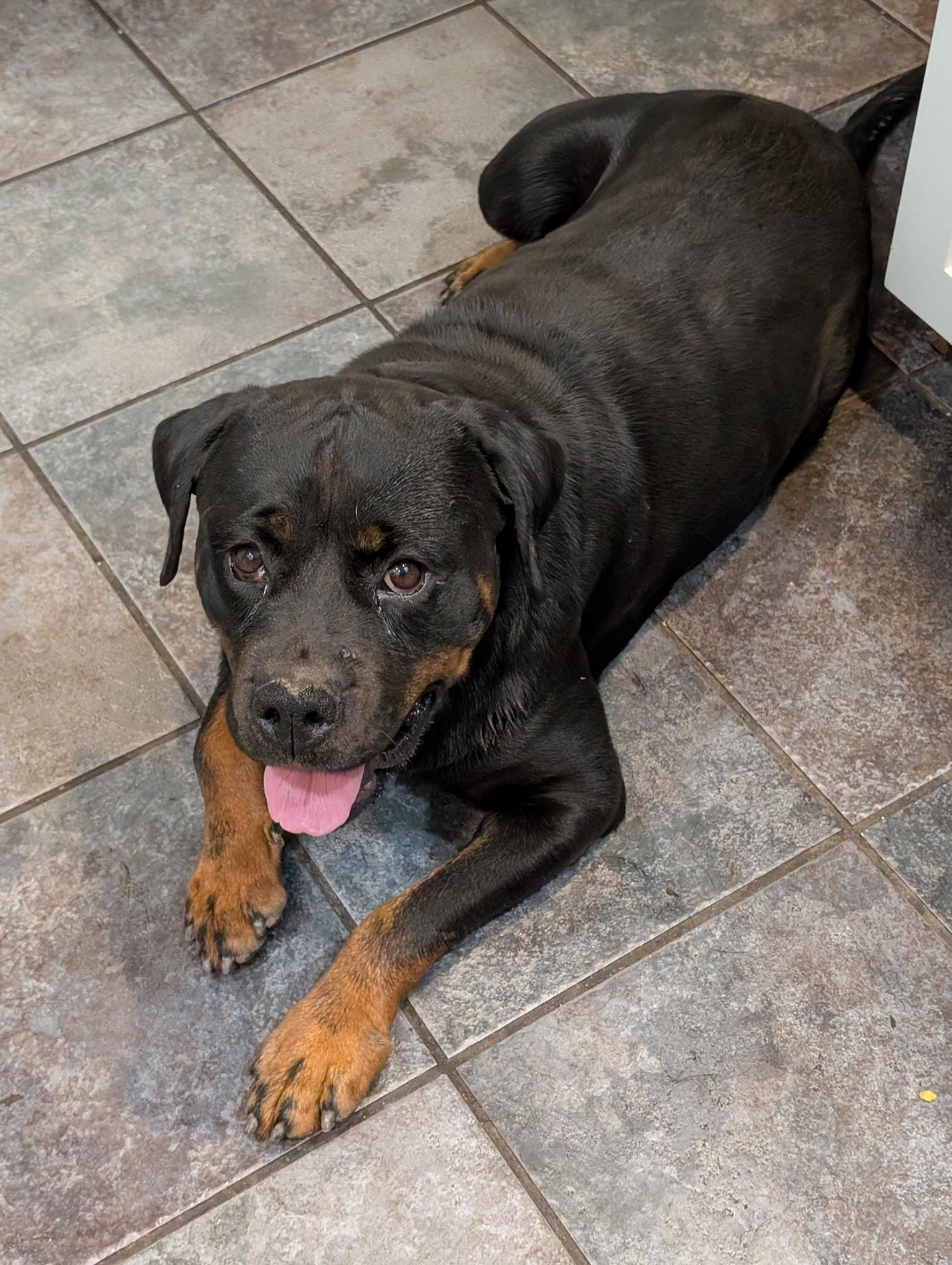 Tori, a Adoptable Rottweiler in Perkasie, PA image 5/5