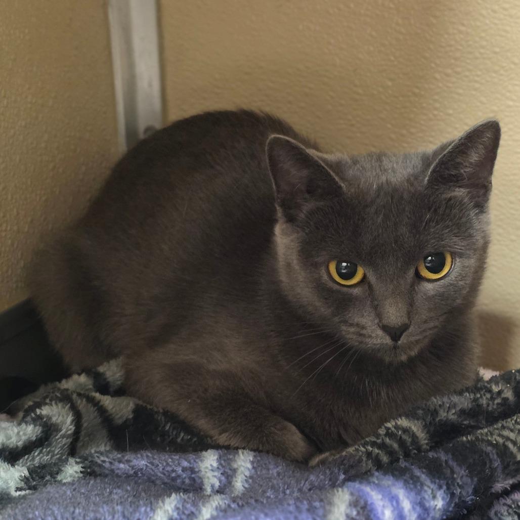 Enlarge Storm Tail, a Adoptable Domestic Short Hair in Chatham, VA image 1/2