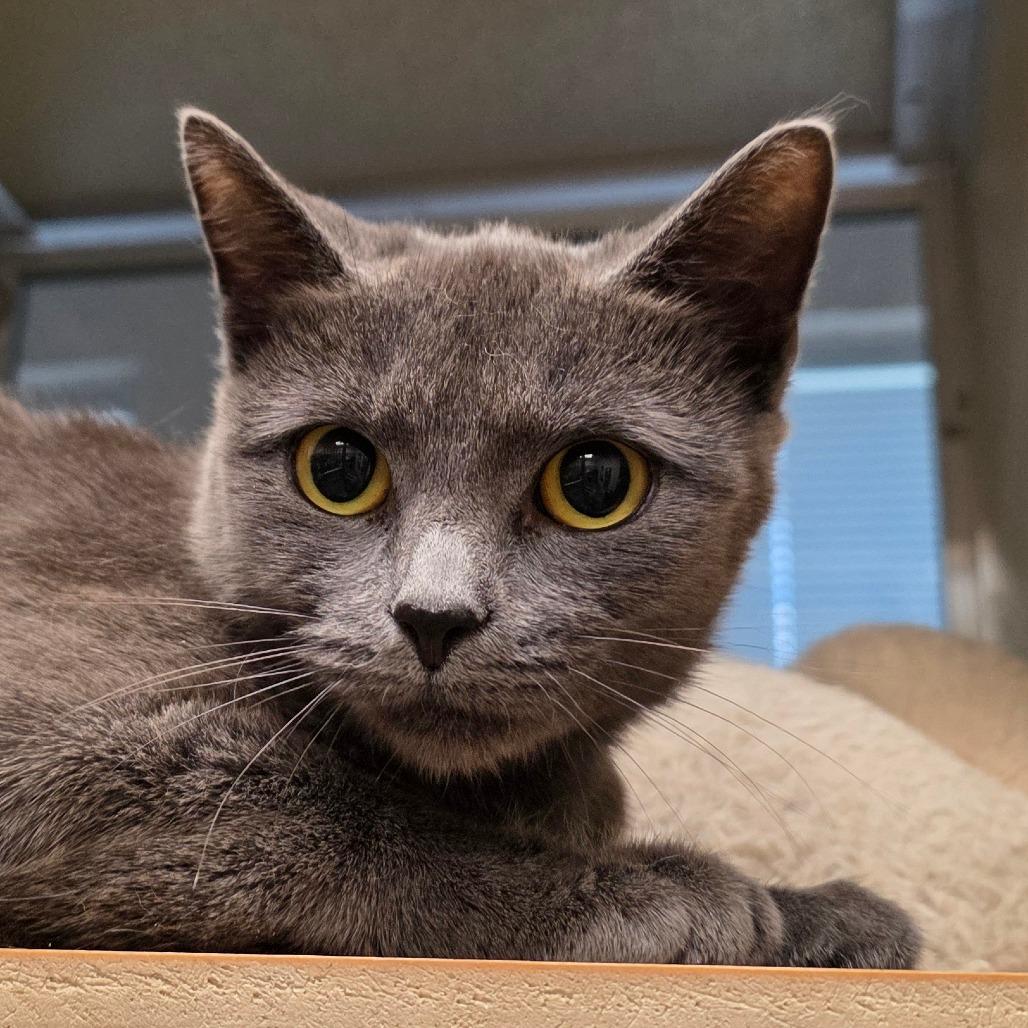 Enlarge Storm Tail, a Adoptable Domestic Short Hair in Chatham, VA image 2/2