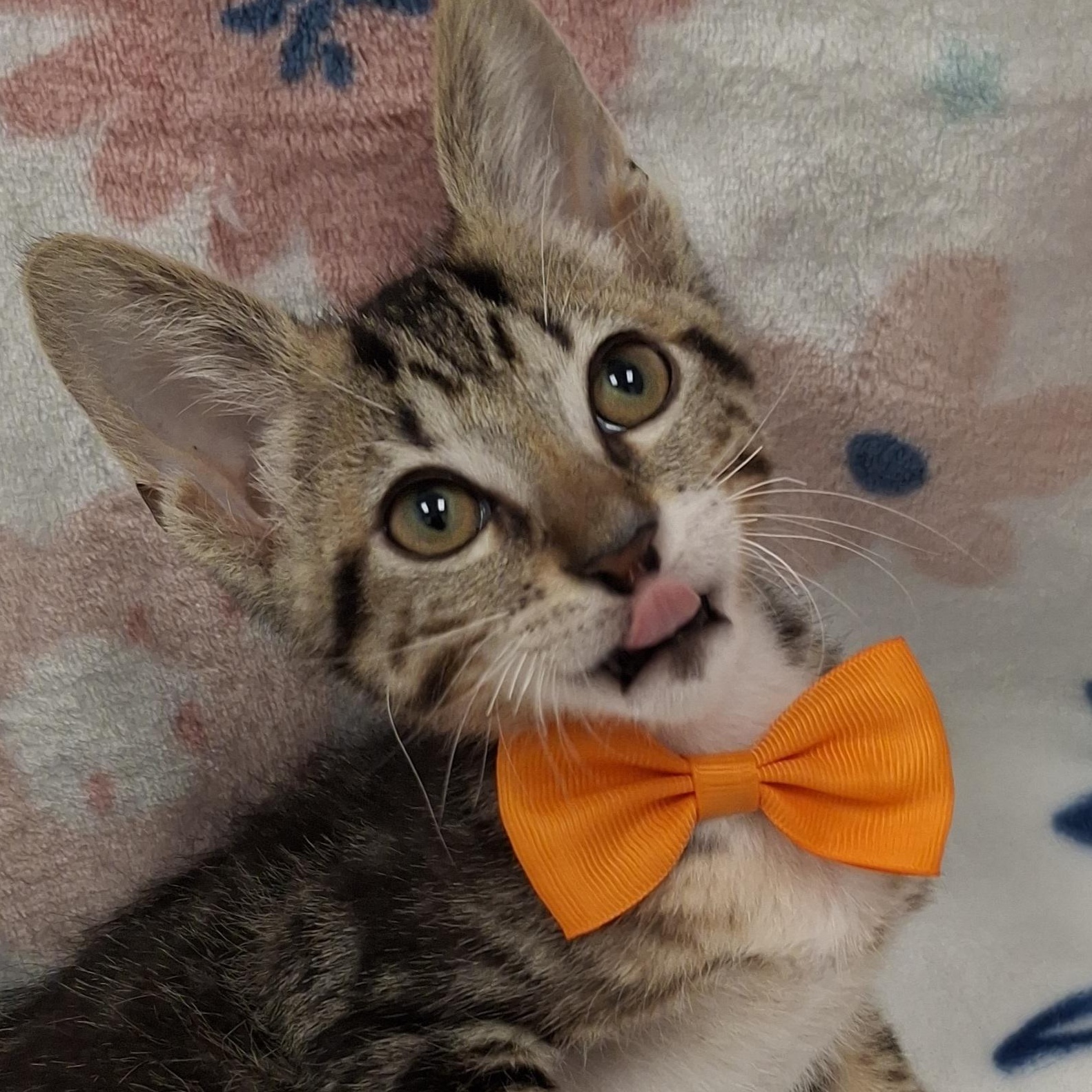 Timber (Wobbly Cat), a Adoptable mixed breed in Yorba Linda, CA image 3/6