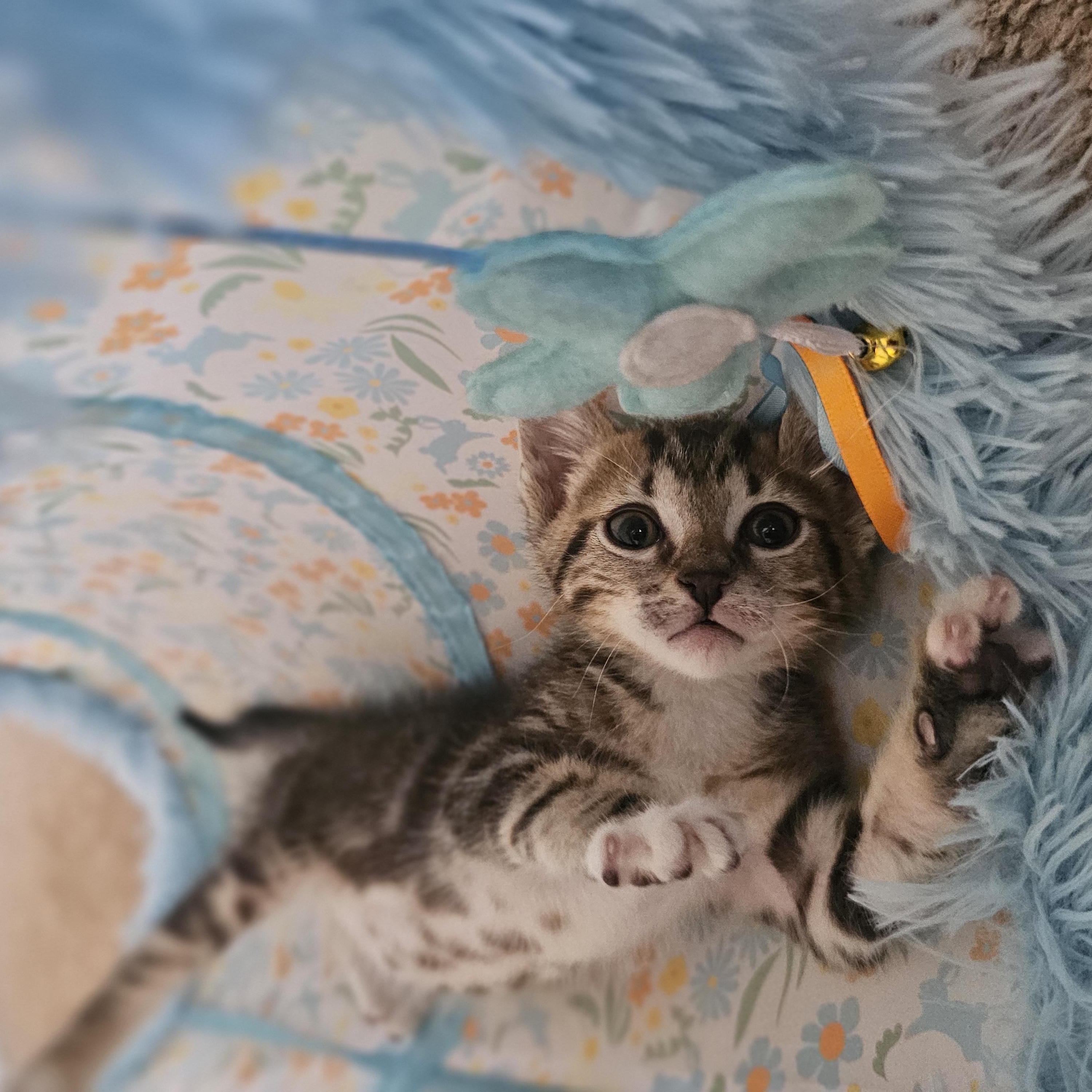 Timber (Wobbly Cat), a Adoptable mixed breed in Yorba Linda, CA image 5/6