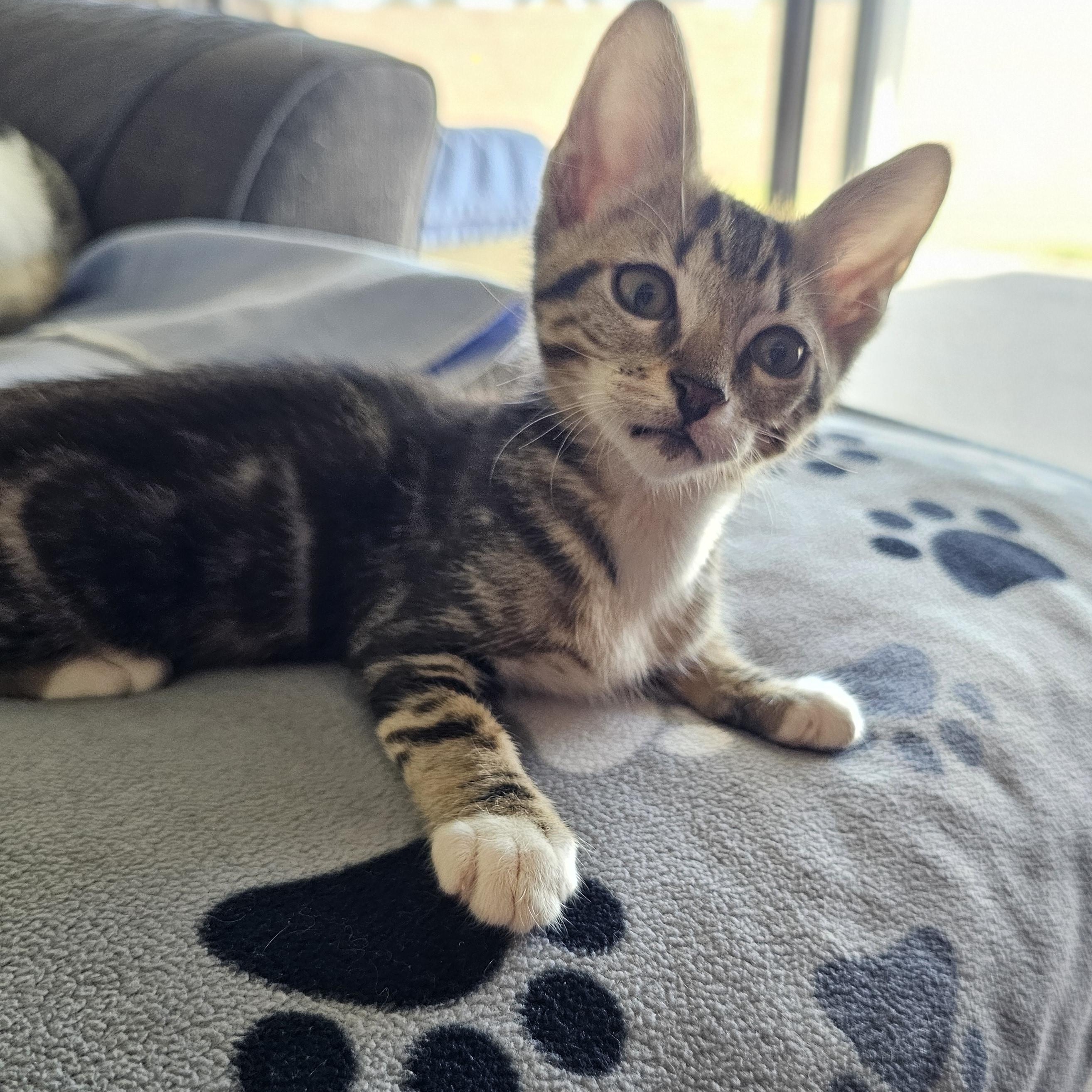 Timber (Wobbly Cat), a Adoptable mixed breed in Yorba Linda, CA image 2/6