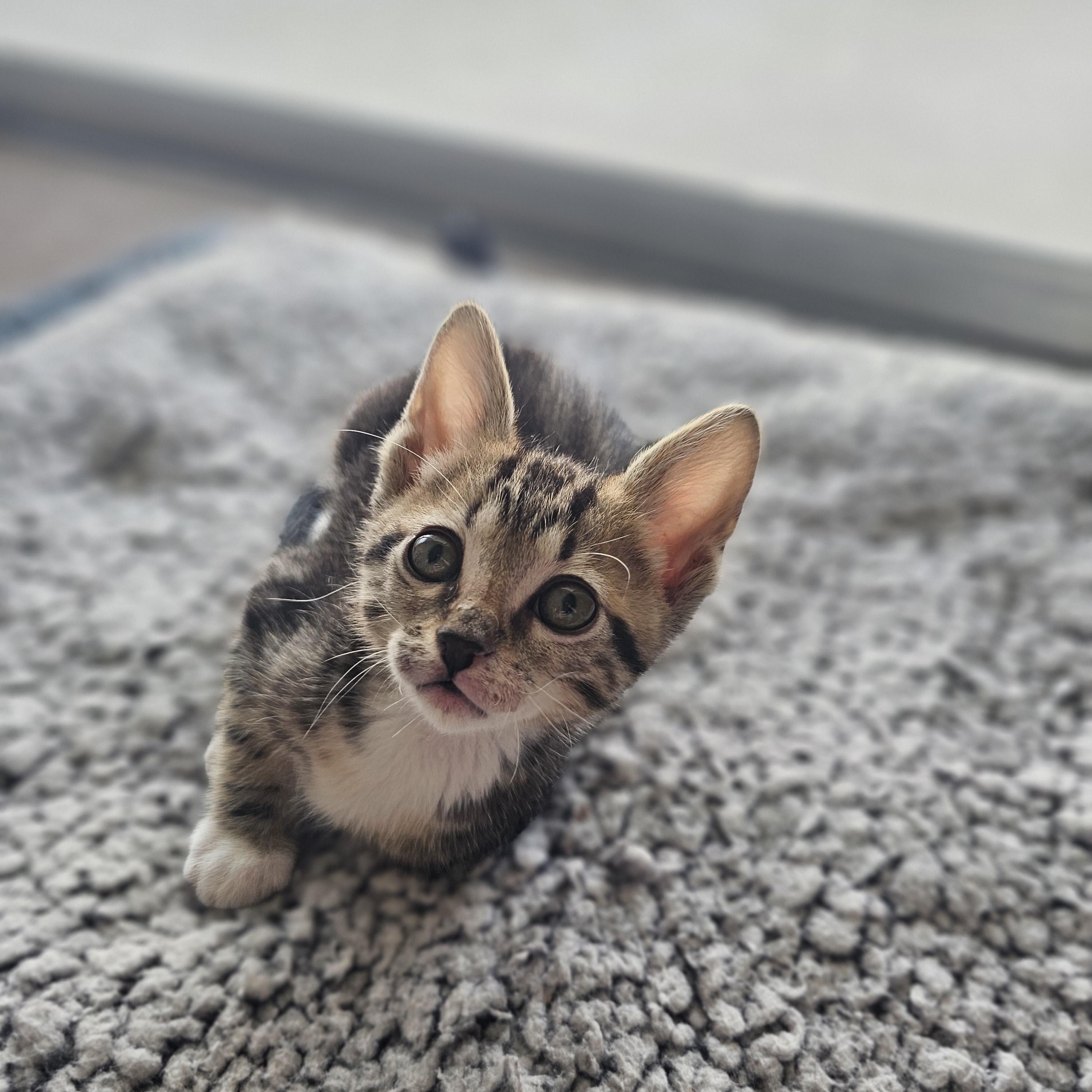 Timber (Wobbly Cat), a Adoptable mixed breed in Yorba Linda, CA image 6/6
