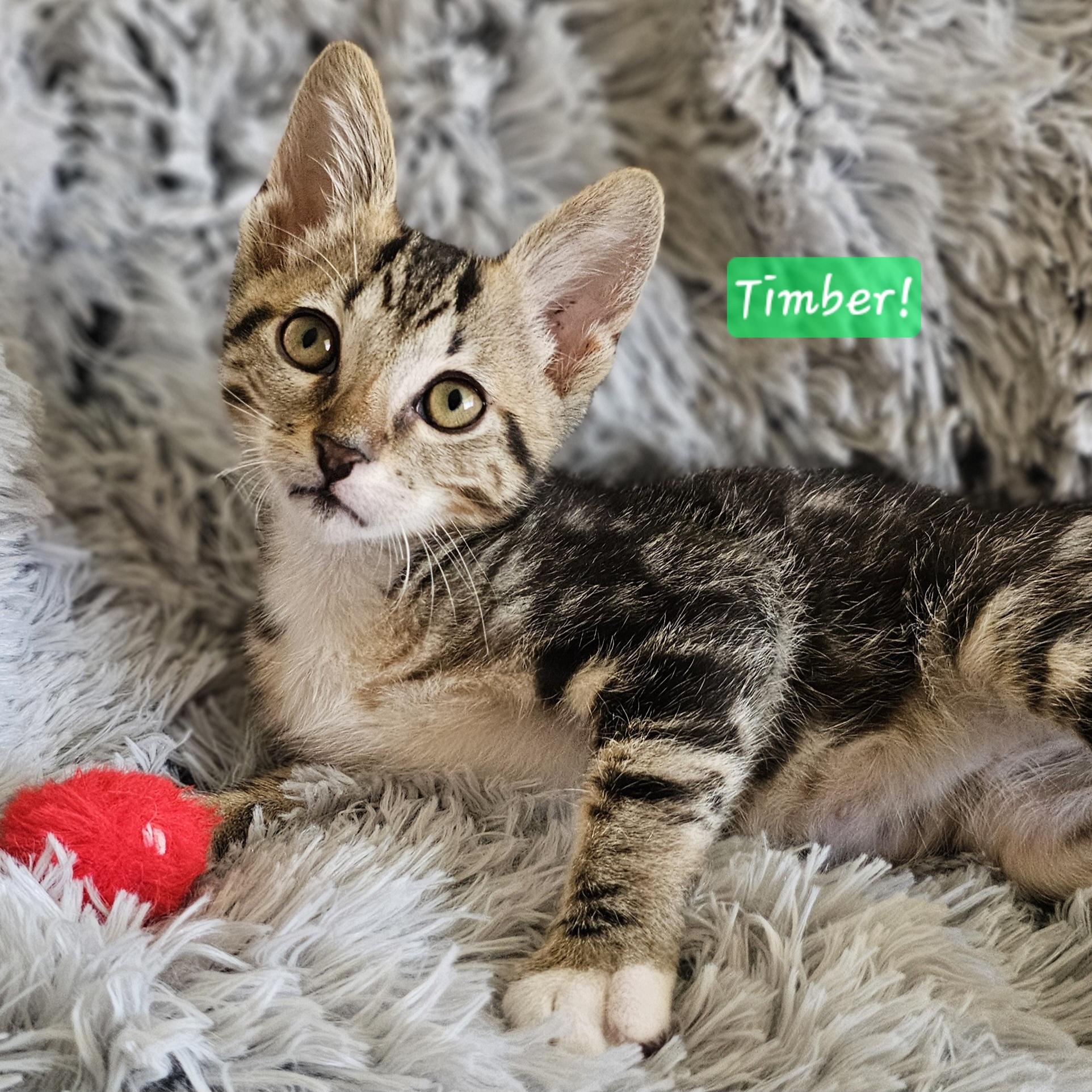 Timber (Wobbly Cat), a Adoptable mixed breed in Yorba Linda, CA image 1/6