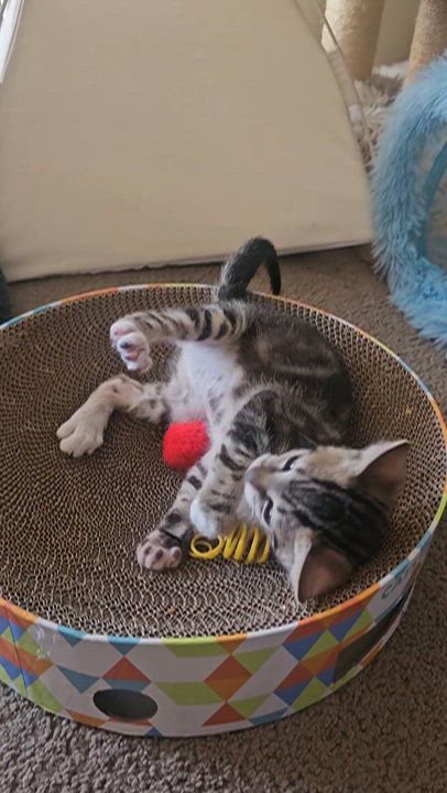 Enlarge Timber (Wobbly Cat), a Adoptable mixed breed in Yorba Linda, CA video 4/6