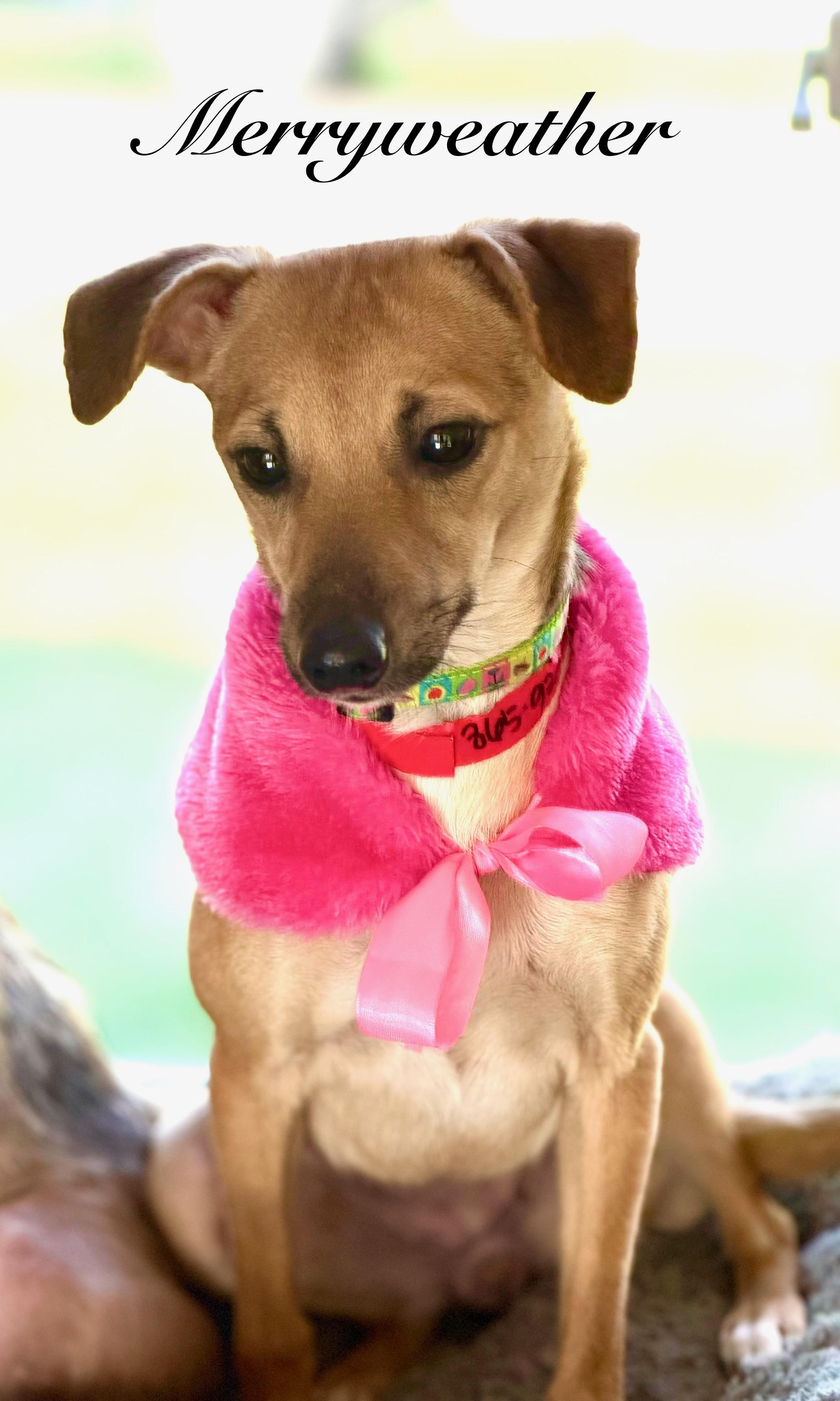 Enlarge Merryweather, a Adoptable mixed breed in Albany, NY image 6/6