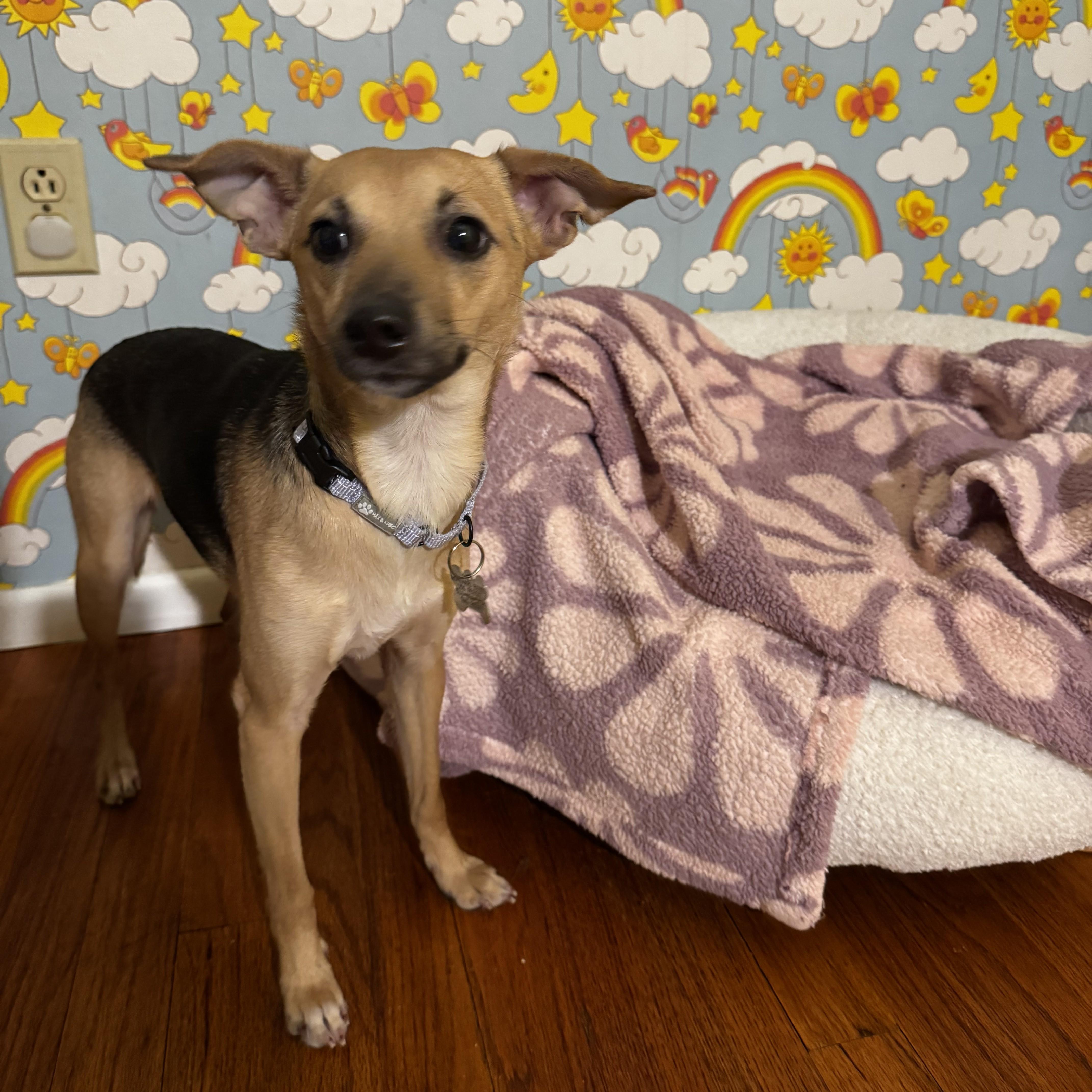 Enlarge Merryweather, a Adoptable mixed breed in Albany, NY image 4/6