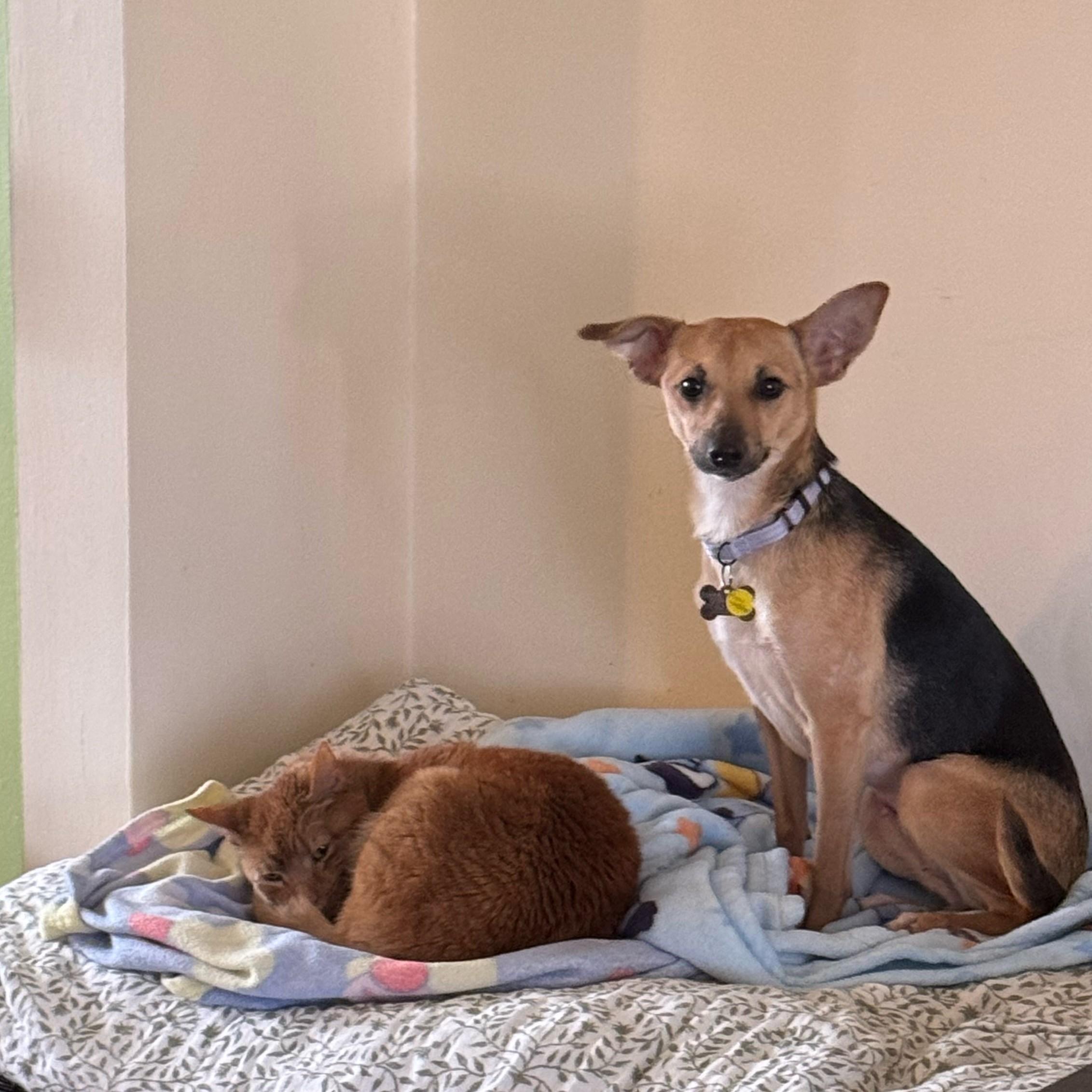 Enlarge Merryweather, a Adoptable mixed breed in Albany, NY image 3/6