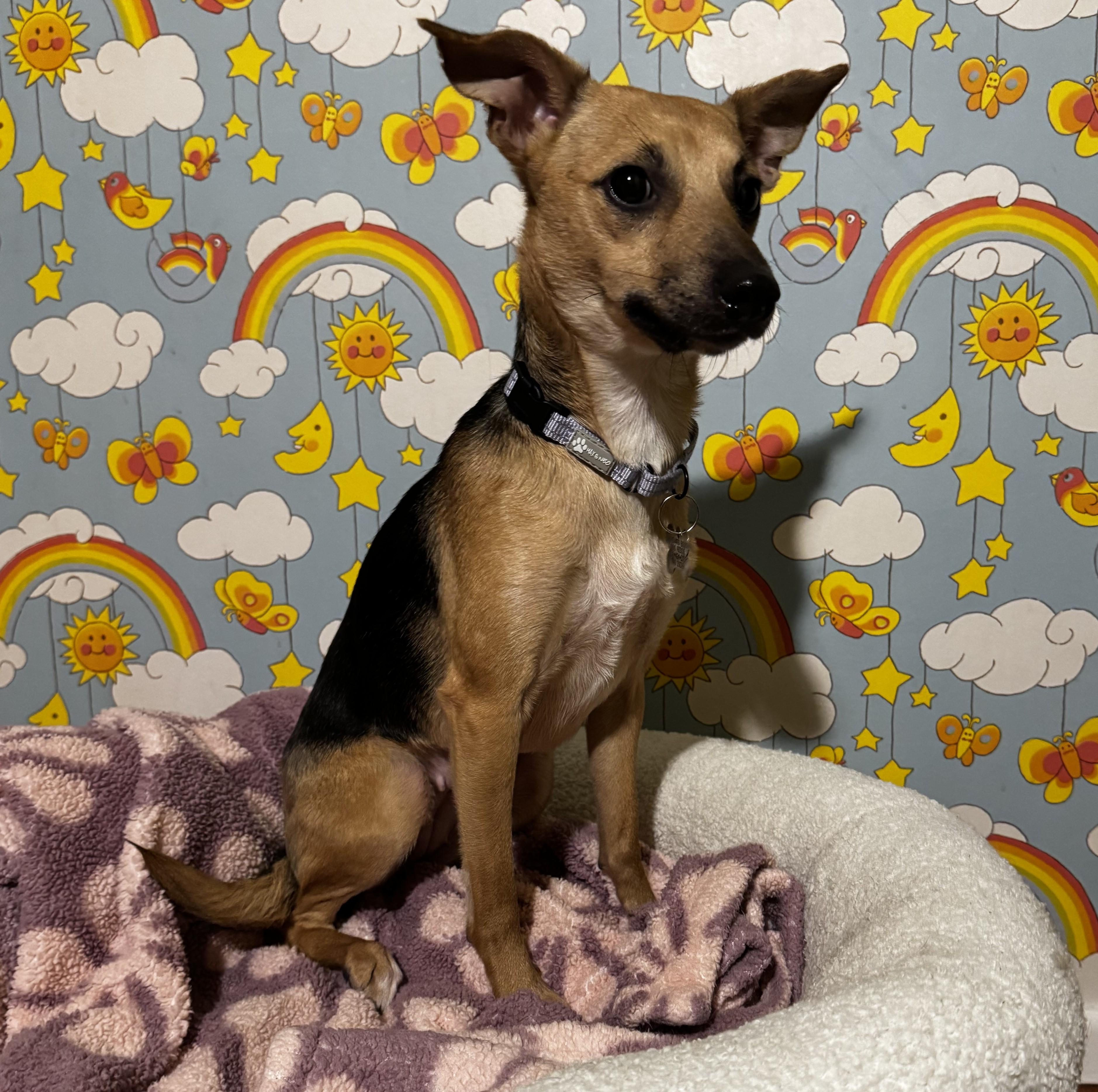 Enlarge Merryweather, a Adoptable mixed breed in Albany, NY image 5/6